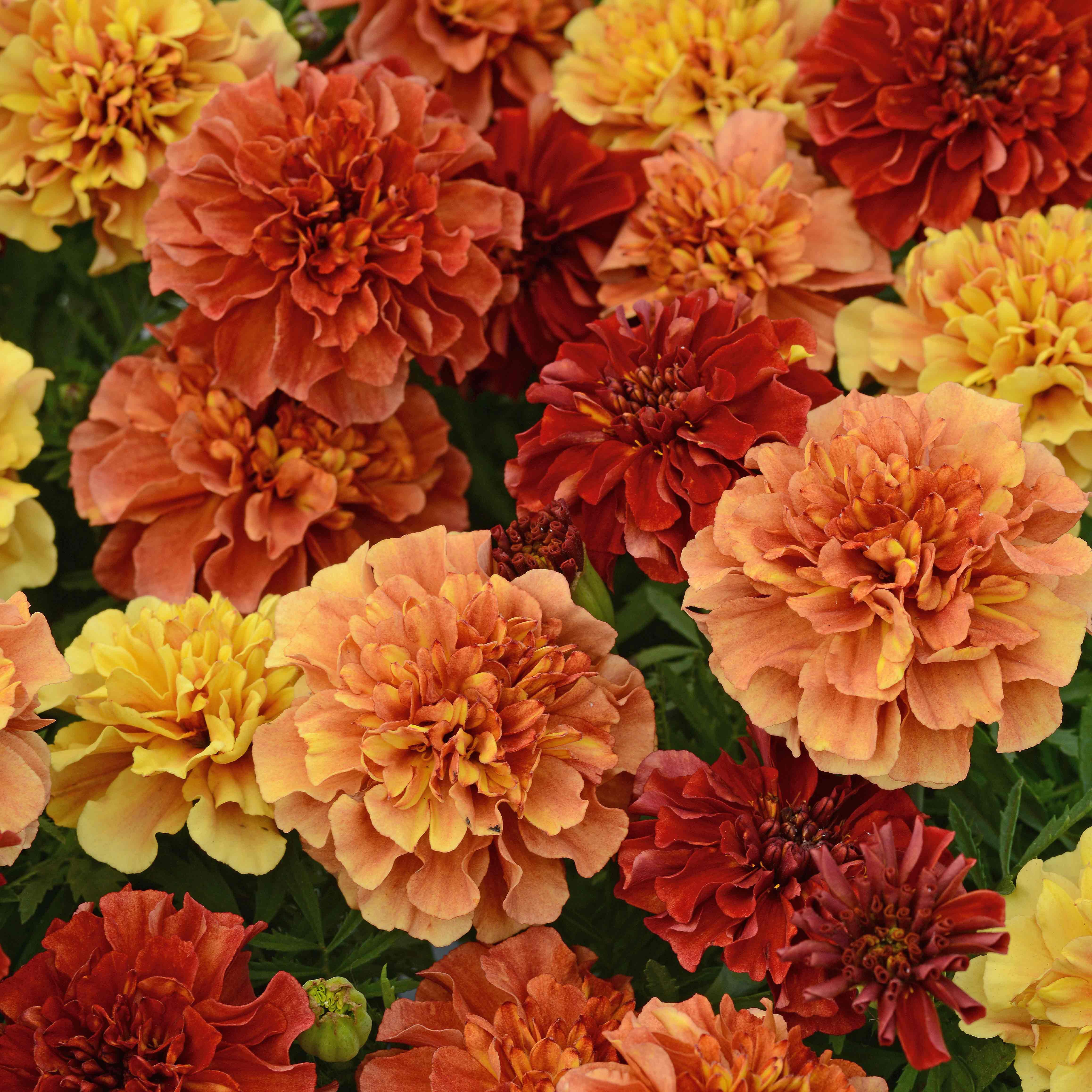 Marshalls Garden French Marigold Seeds 'Strawberry Blonde' - 30 Seeds