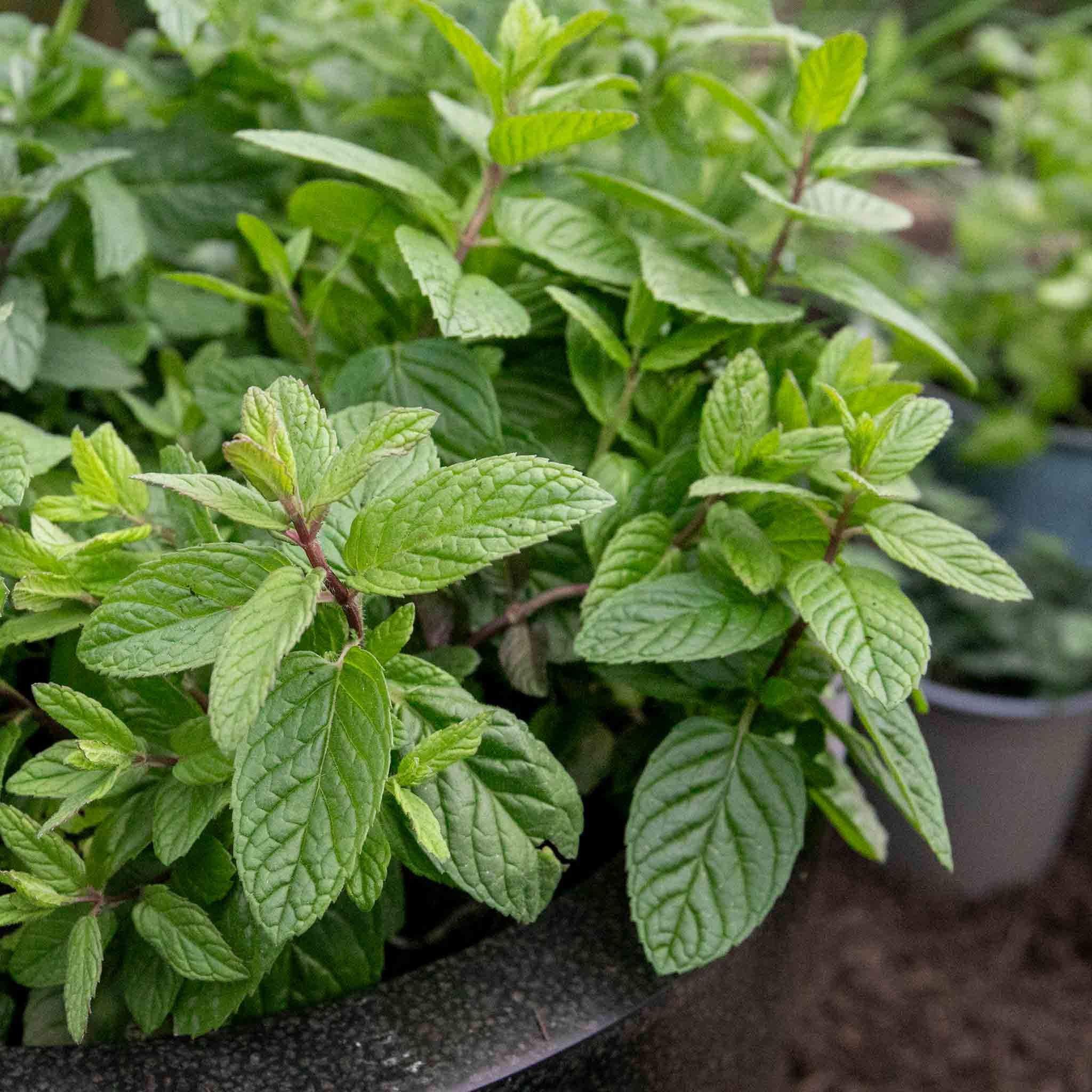 Marshalls Garden Garden Mint Seeds (Mentha Spicata) - 500 Seeds