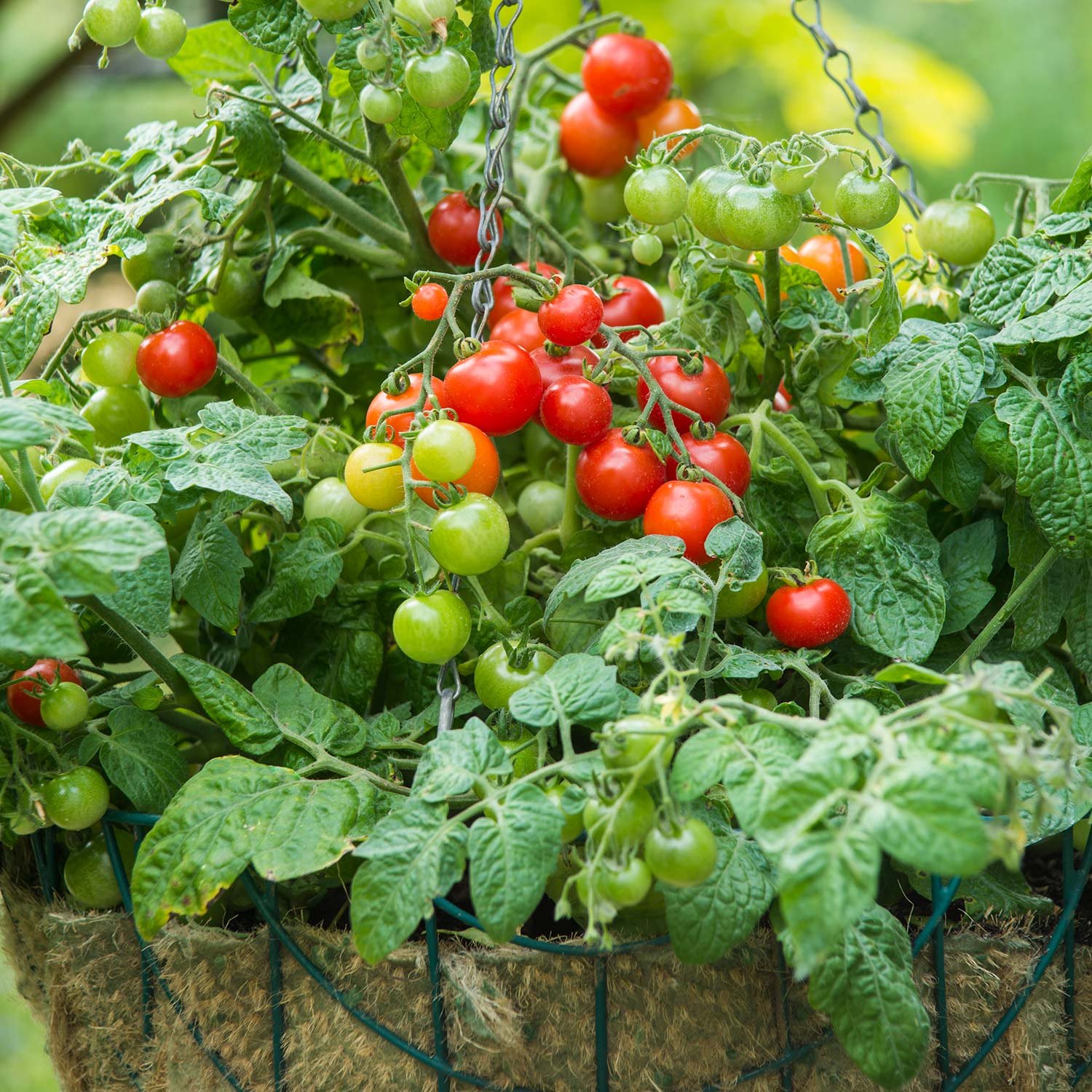 Marshalls Garden Tomato Seeds Cherry Bitonto F1 Compact Patio Variety - 8 Seeds