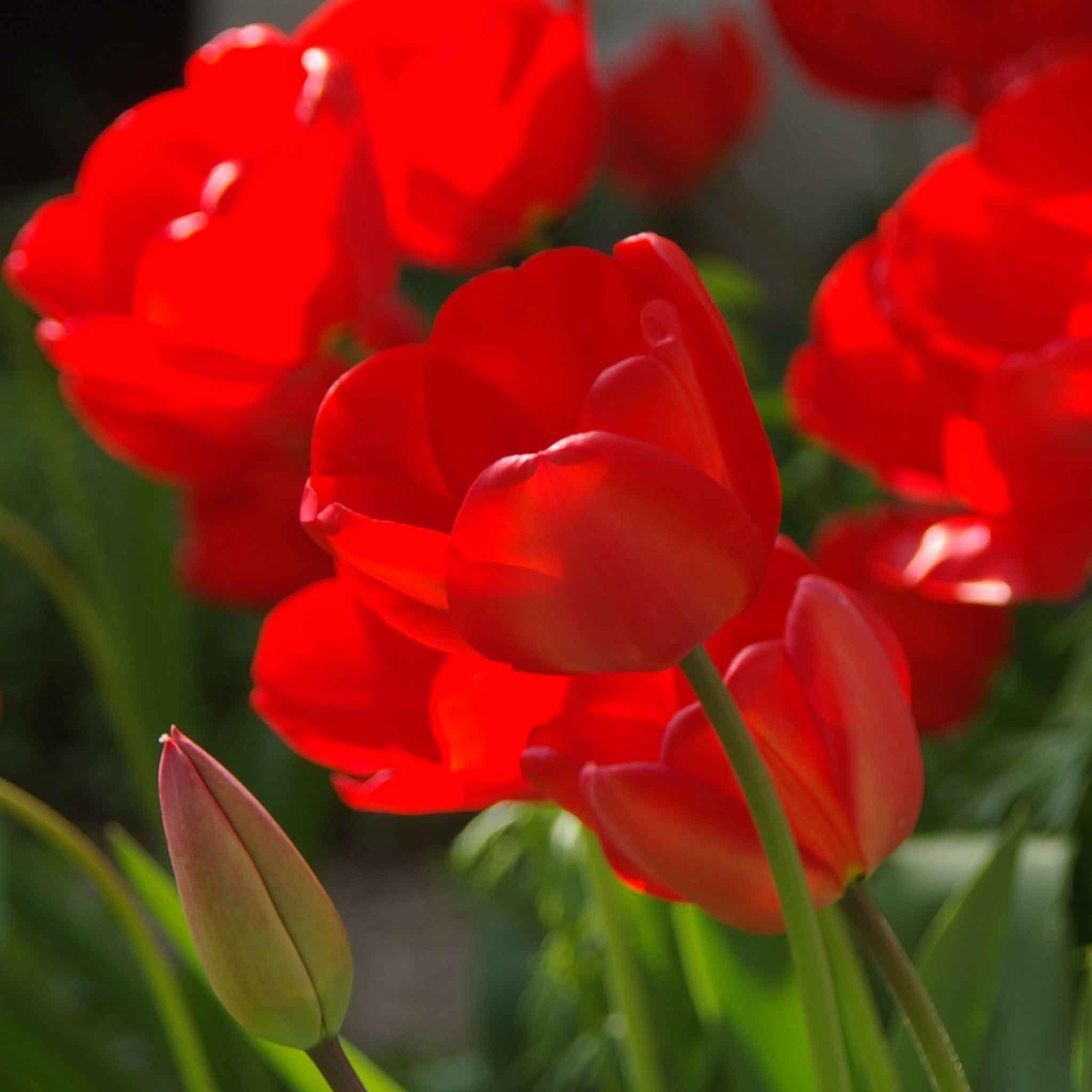 Marshalls Garden Tulip 'Red Impression' - 12 Bulbs