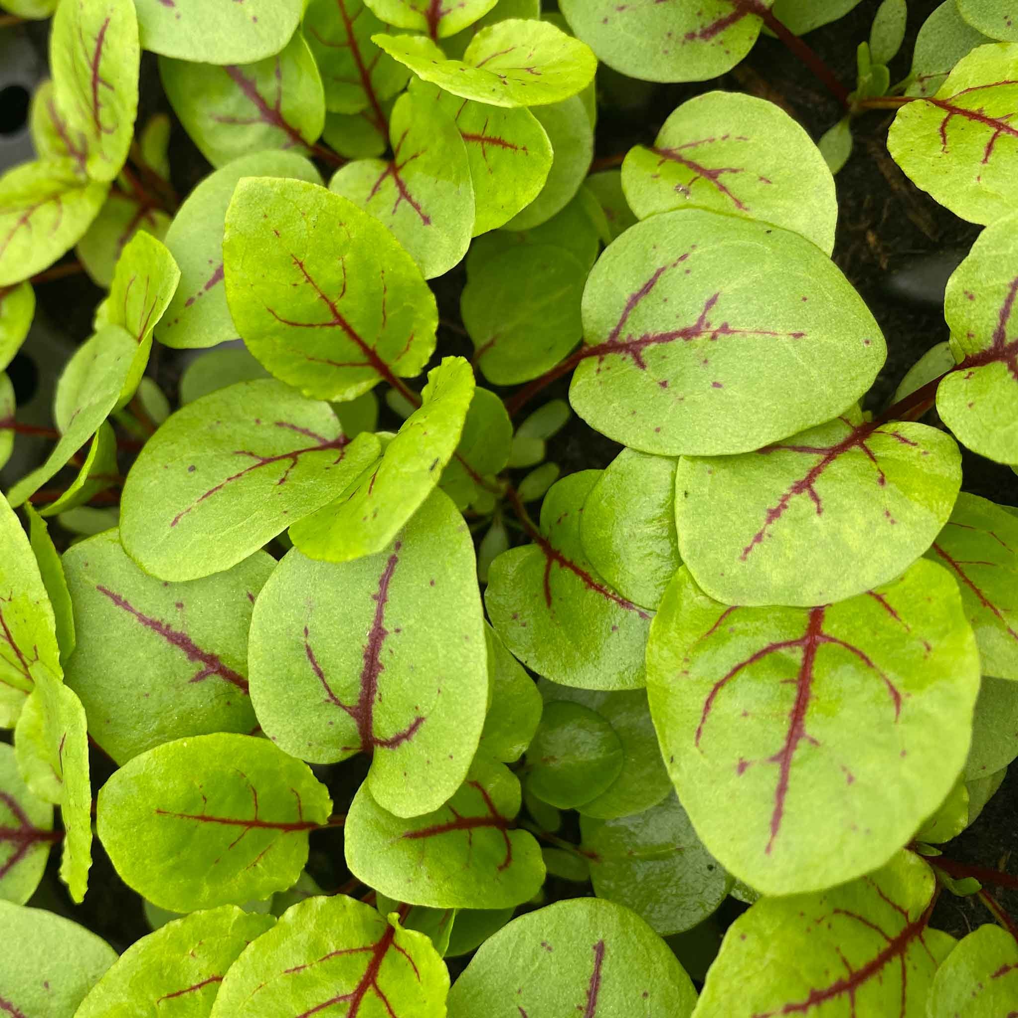 Marshalls Garden Sorrel Seeds 'Red Veined' (Rumex Sanguinues) - 500 Seeds