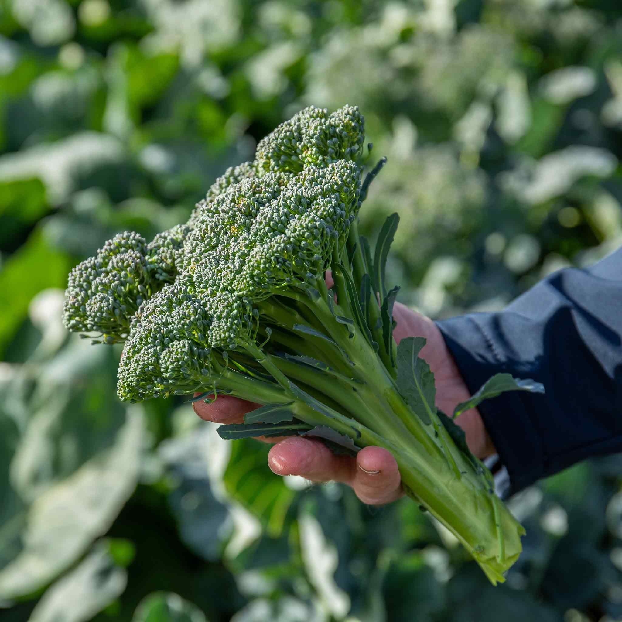 Marshalls Garden Broccoli Seeds 'Royal Tenderette' F1 - Stem Broccoli - 50 Seeds