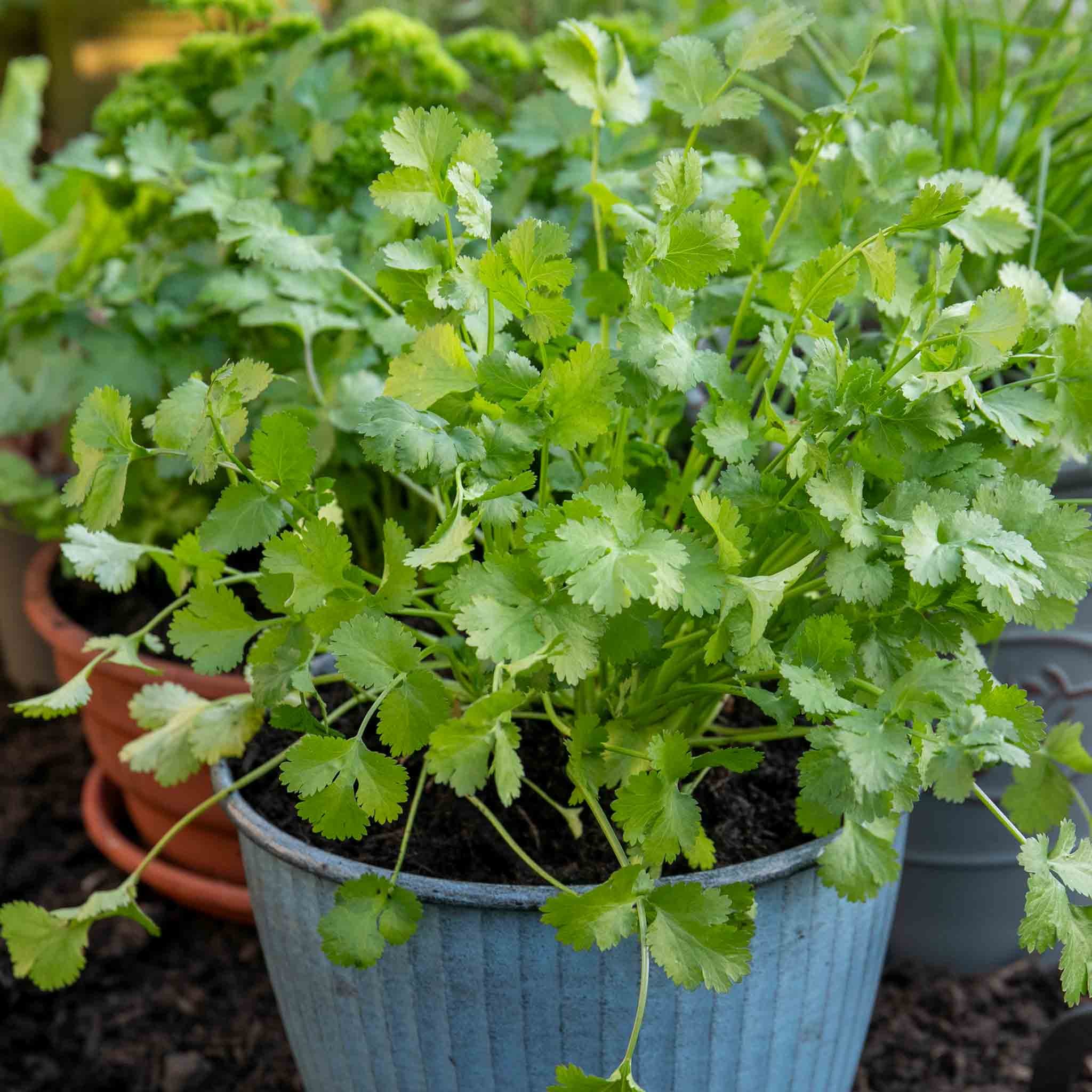 Marshalls Garden Coriander - 3 x 9cm Plants