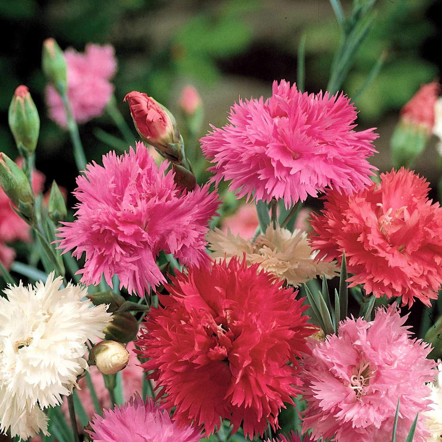 Marshalls Garden Dianthus Seeds 'Pink Spring Beauty' - 150 Seeds