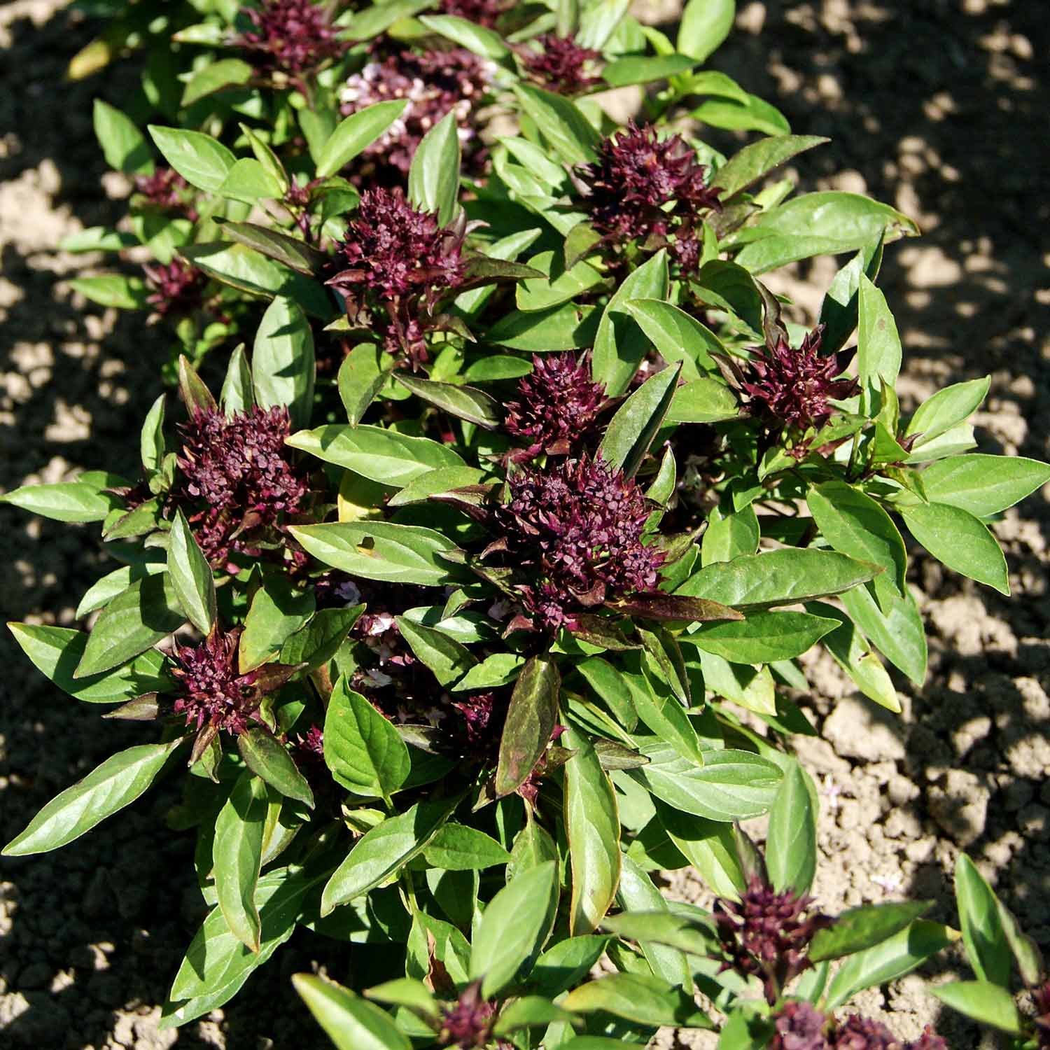 Marshalls Garden Thai Basil Seeds (Ocimum Basilicum) - 350 Seeds