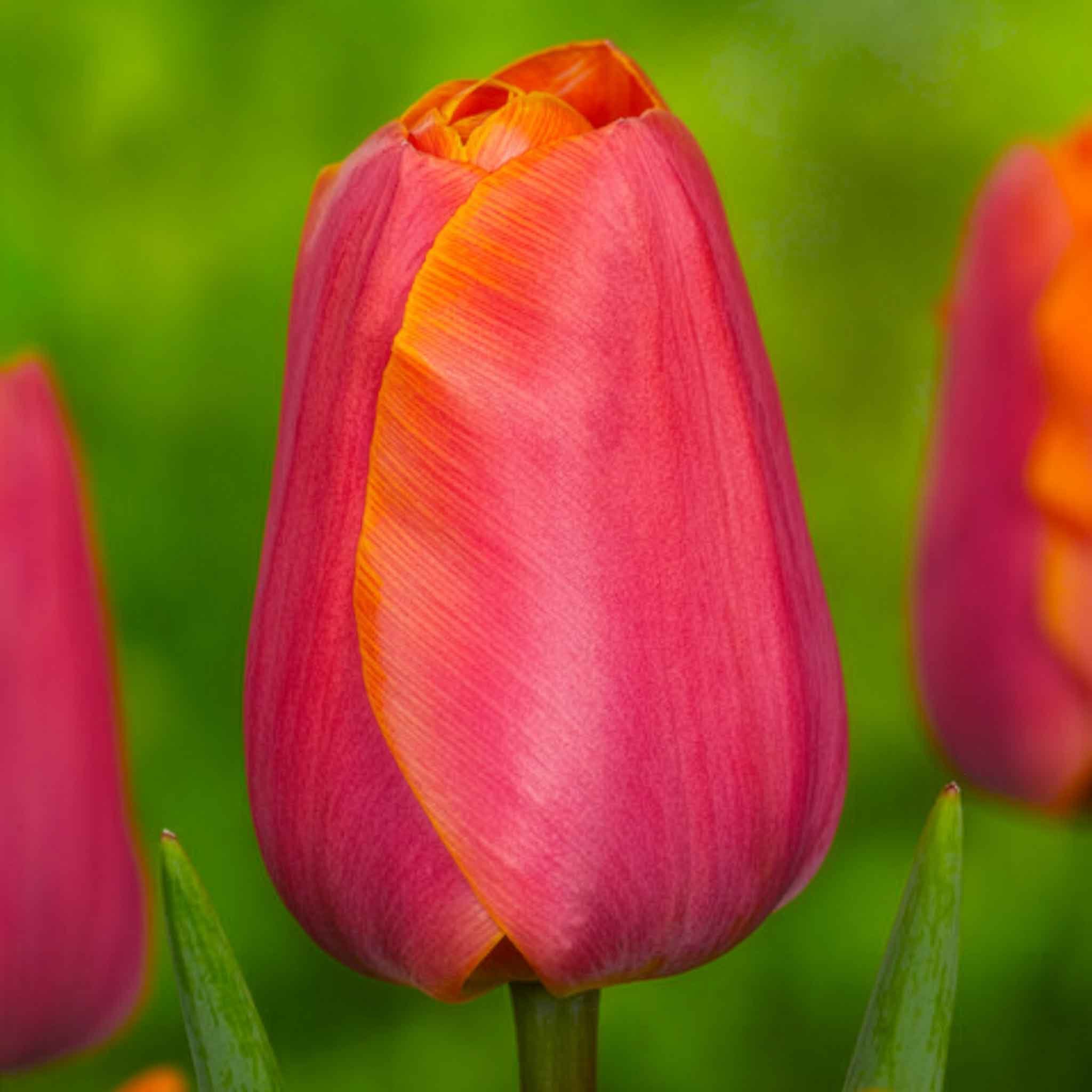 Marshalls Garden Tulip 'Jimmy' - 8 Bulbs