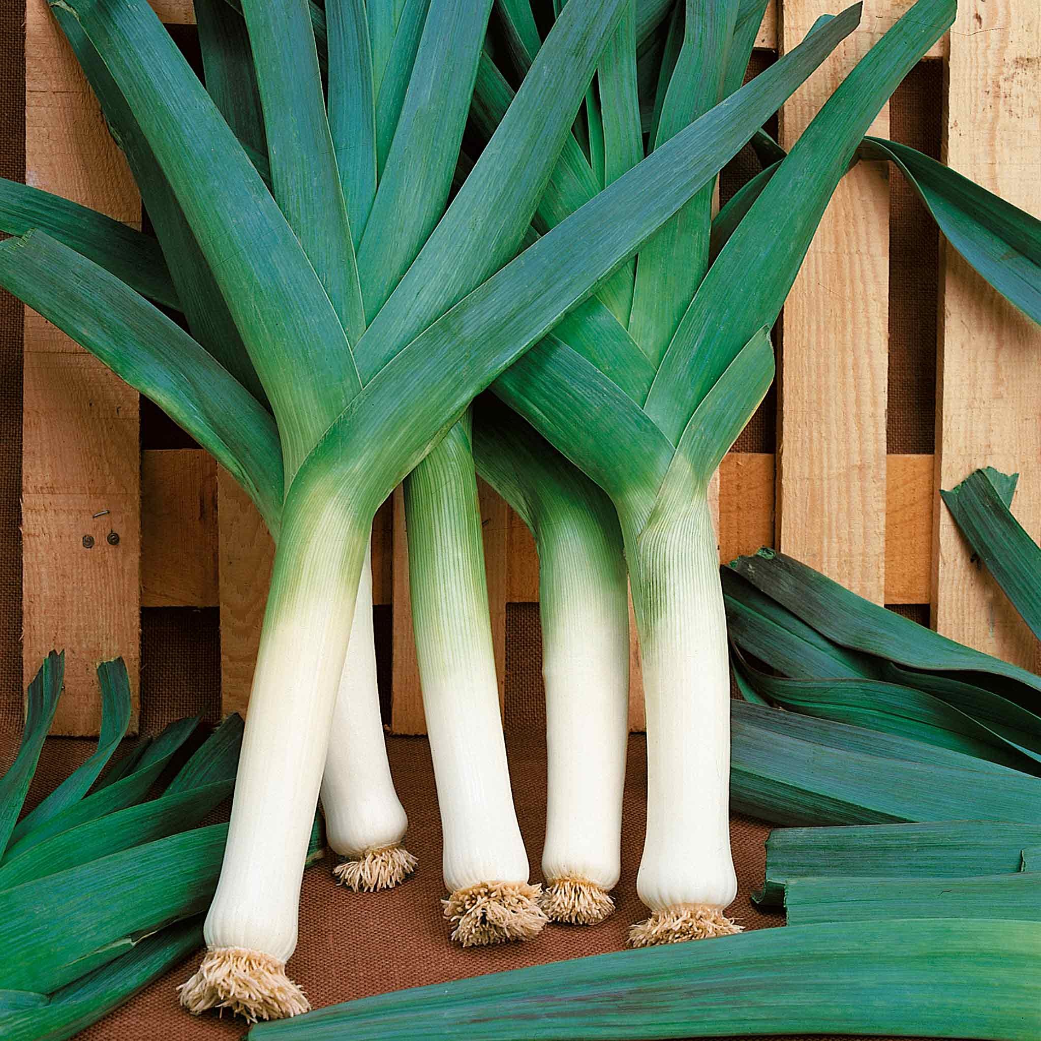Marshalls Garden Leek Seeds 'Blauwegroene Winter Bandit' H2 - 50 Seeds