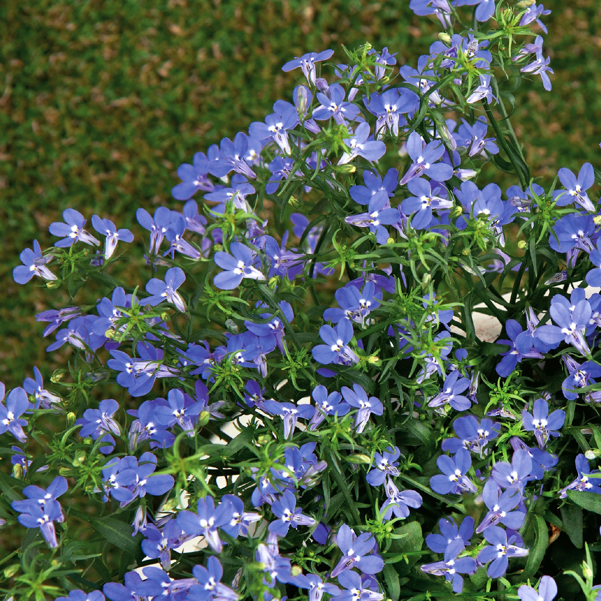 Unwins Lobelia Seeds 'Sapphire' - 1000 Seeds