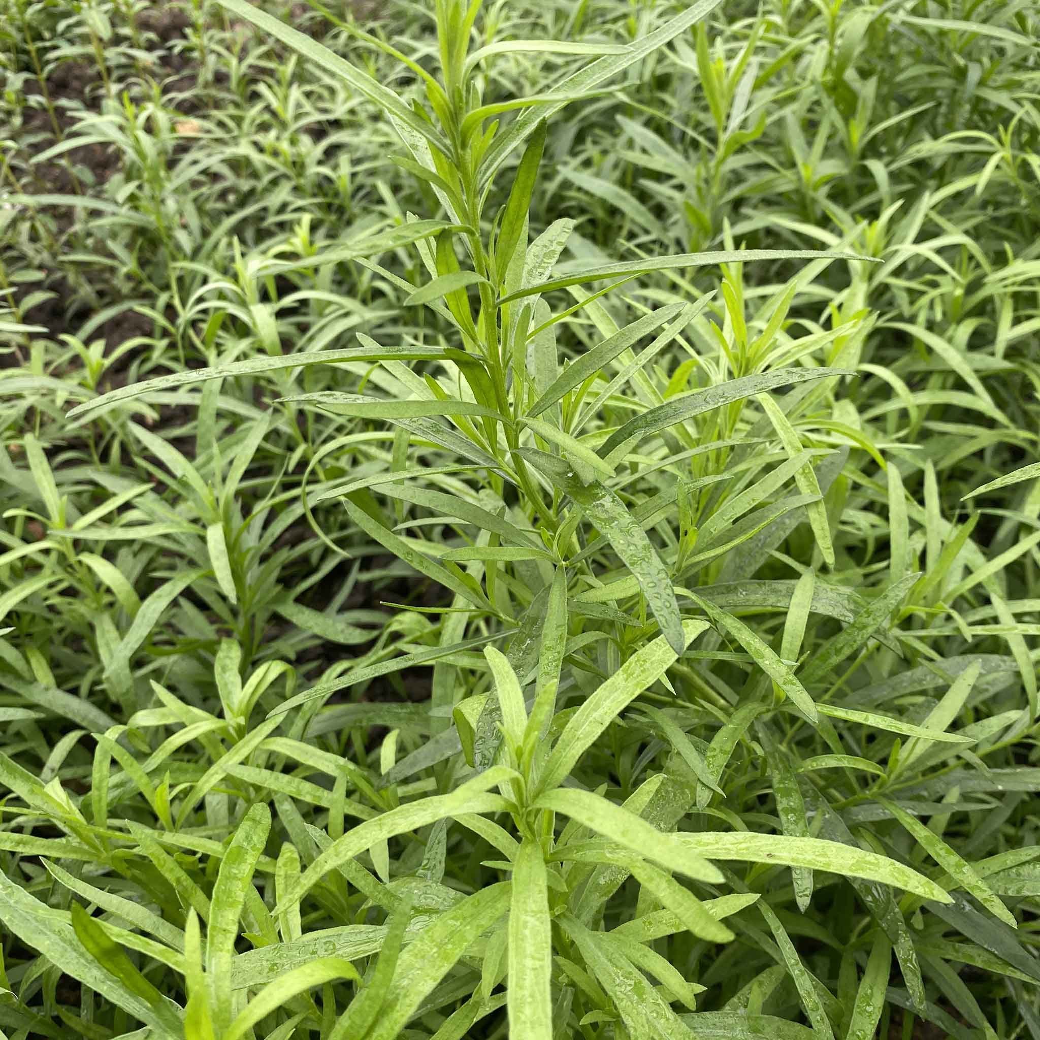 Unwins Tarragon Seeds - 200 Seeds