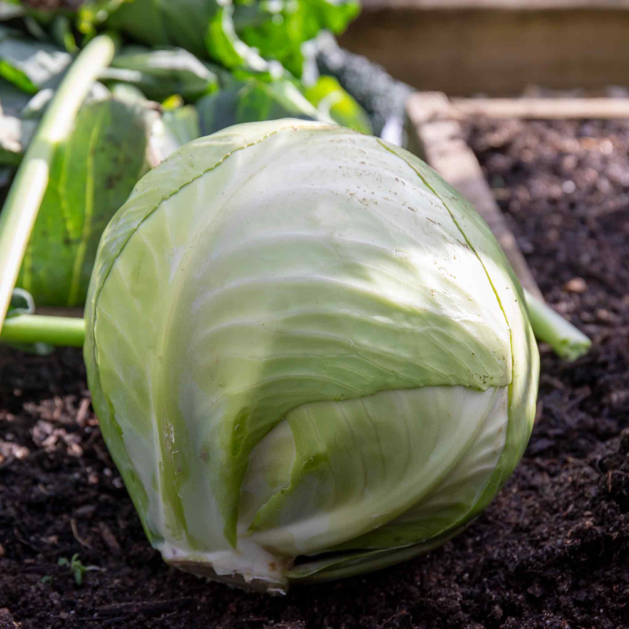 Marshalls Garden Primo 2 Cabbage Seeds - 500 Seeds