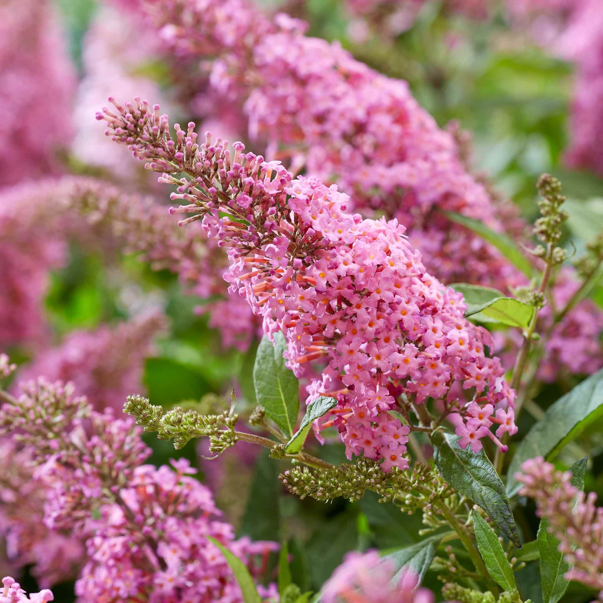 Marshalls Garden Buddleja 'Butterfly Candy Little Pink' -  3 x 9cm Plants
