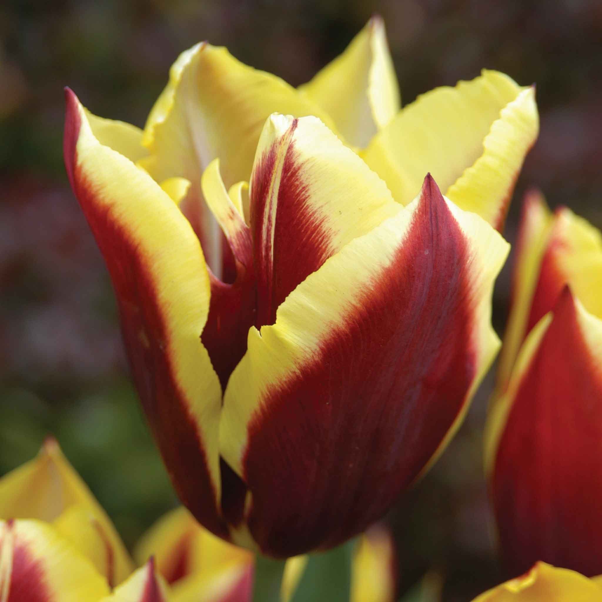 Marshalls Garden Tulip 'Gavota' - 6 Bulbs