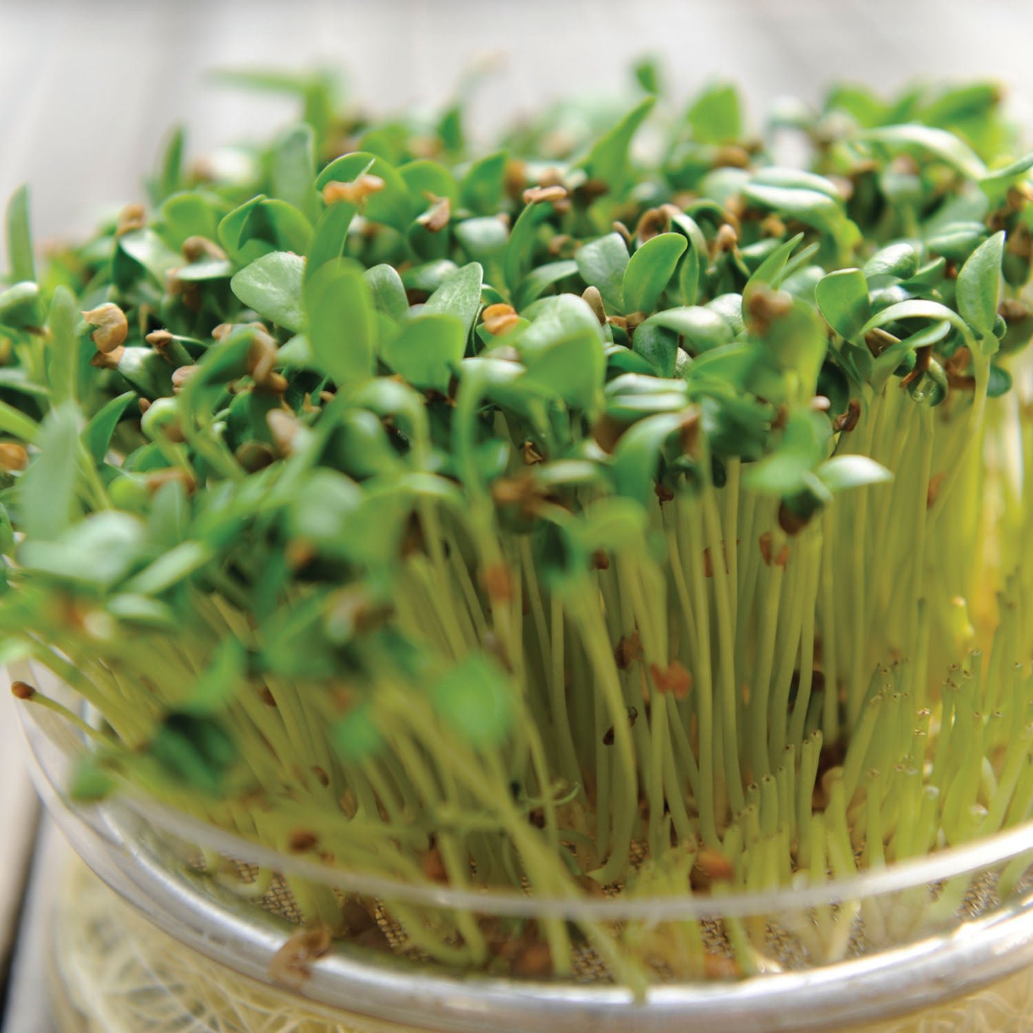 Unwins Microgreens Seeds 'Fenugreek' - 2000 Seeds