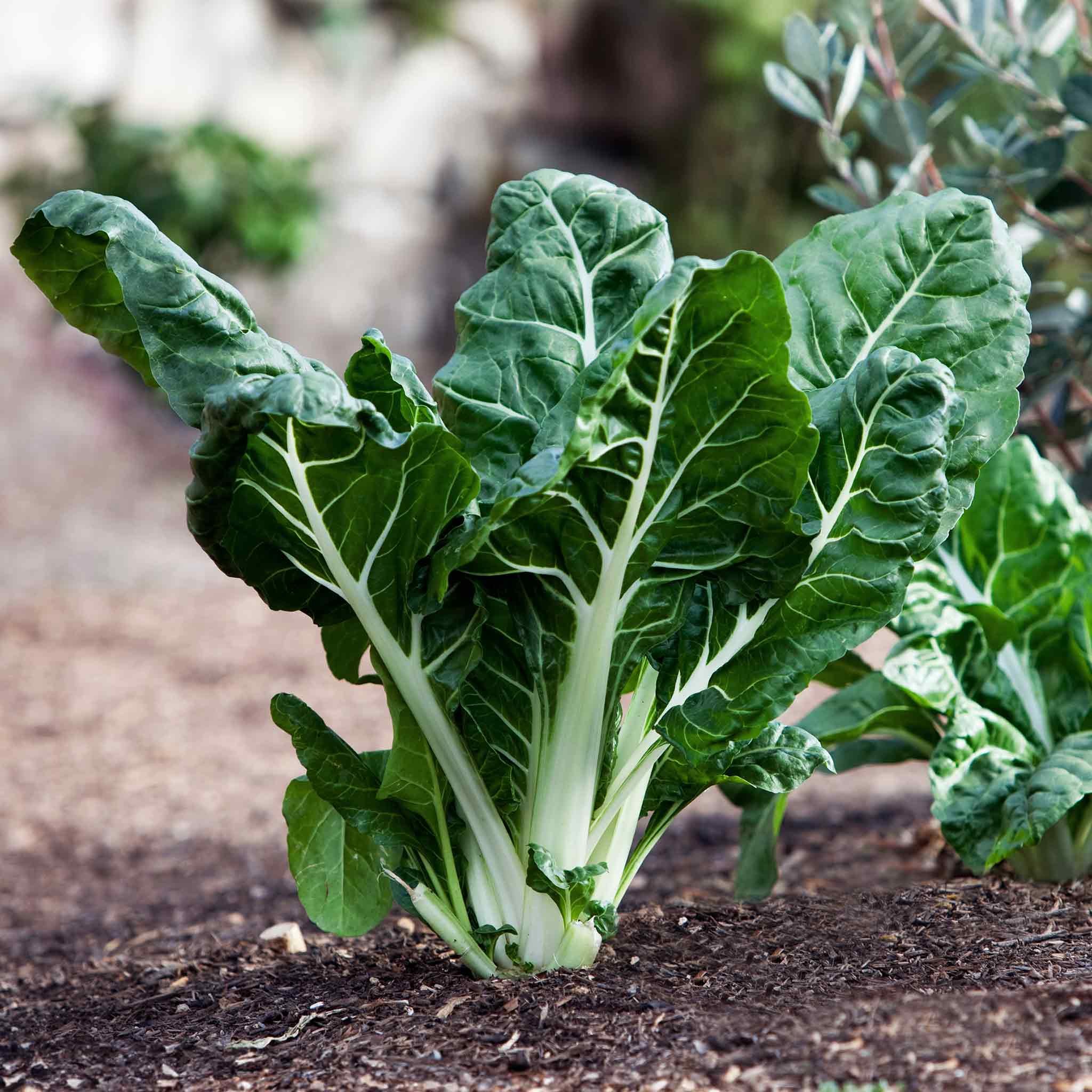 Marshalls Garden Swiss Chard Seeds Fordhook Giant - 500 Seeds