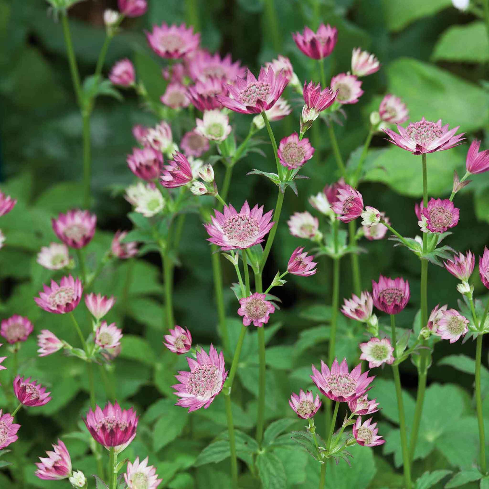 Marshalls Garden Astrantia 'Roma' Deep Pink Pincushion - 9cm Plant
