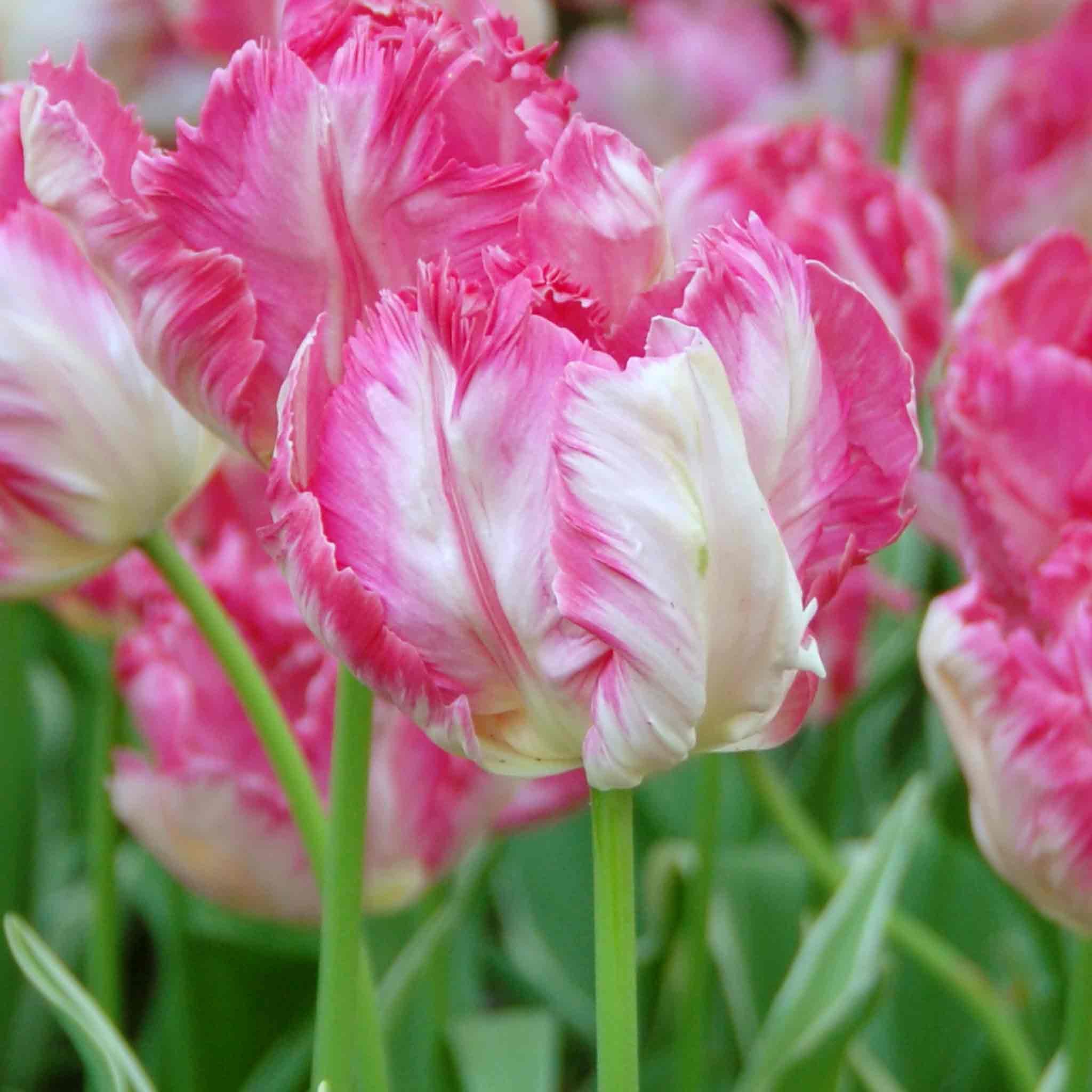 Marshalls Garden Tulip 'Silver Parrot' - 8 Bulbs