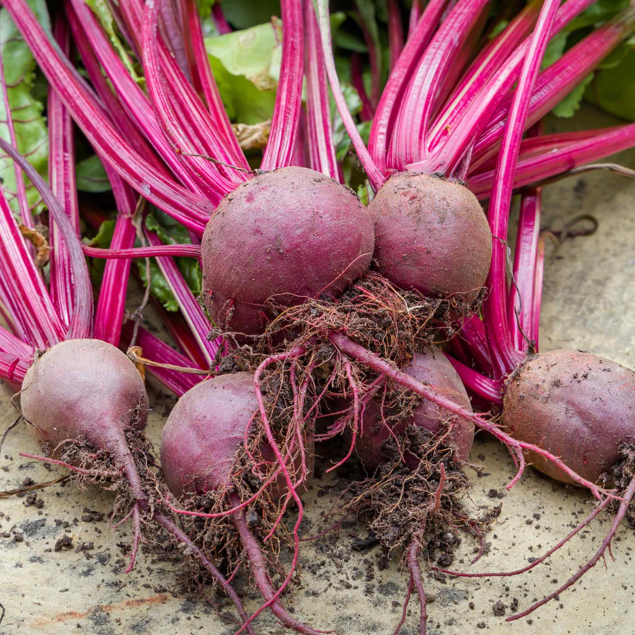Marshalls Garden Beetroot Seeds Boltardy -  400 Seeds