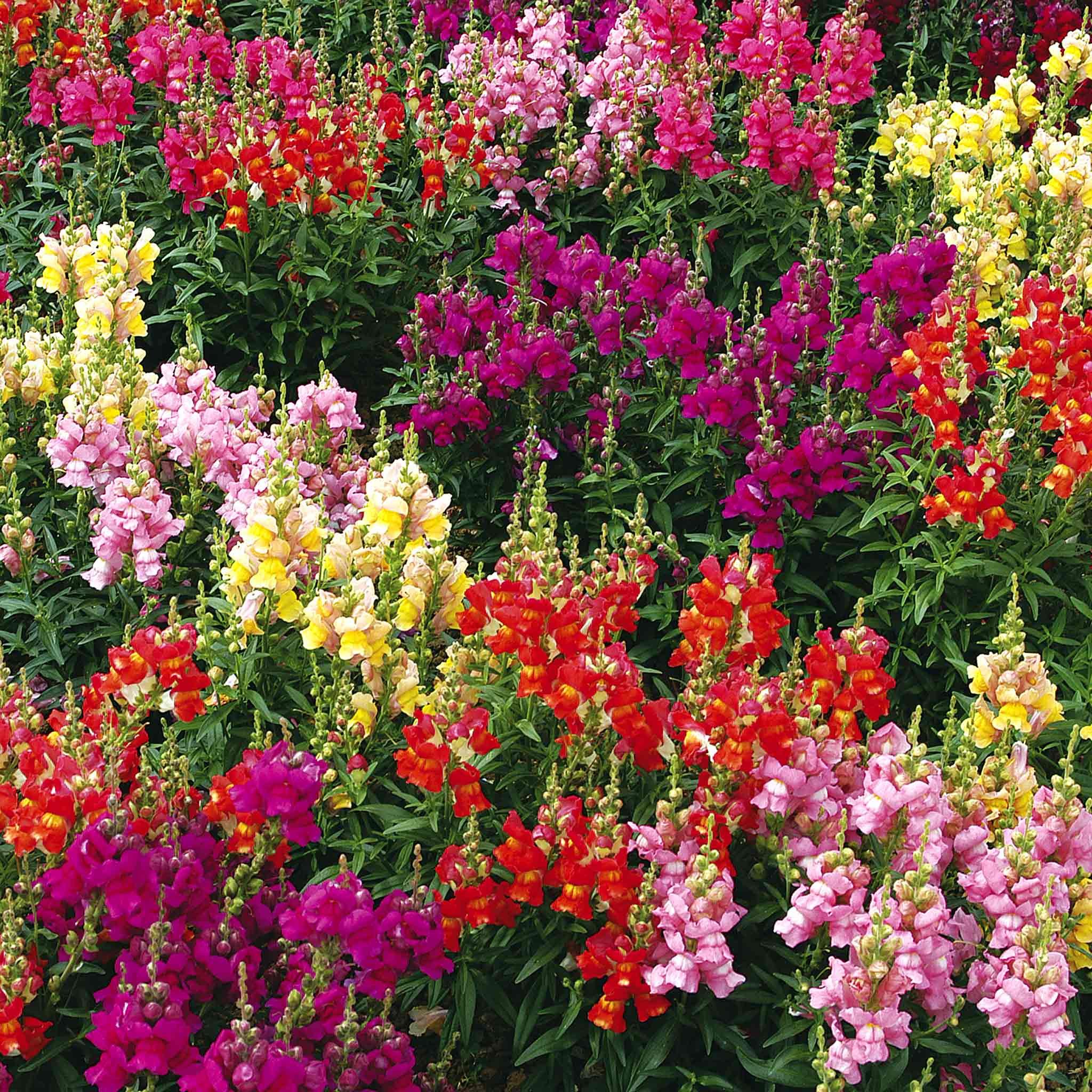 Unwins Antirrhinum Seeds 'Giant Rust Resistant' - 1700 Seeds