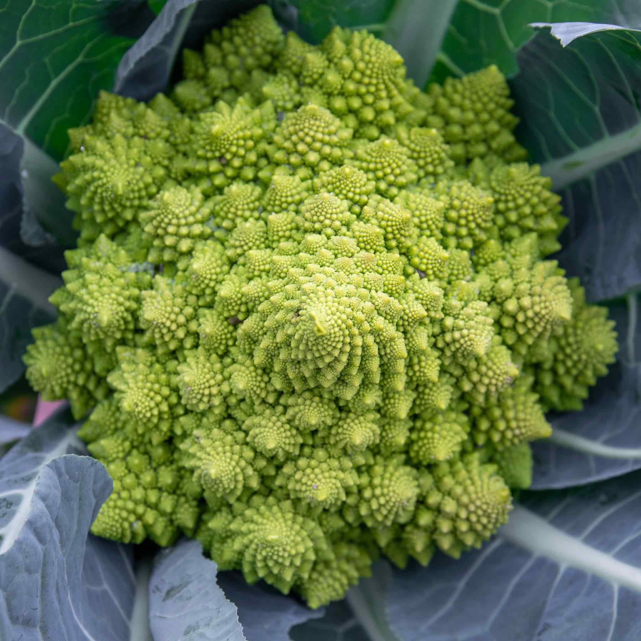 Marshalls Garden Cauliflower Seeds Romanesco Celio - 25 Seeds