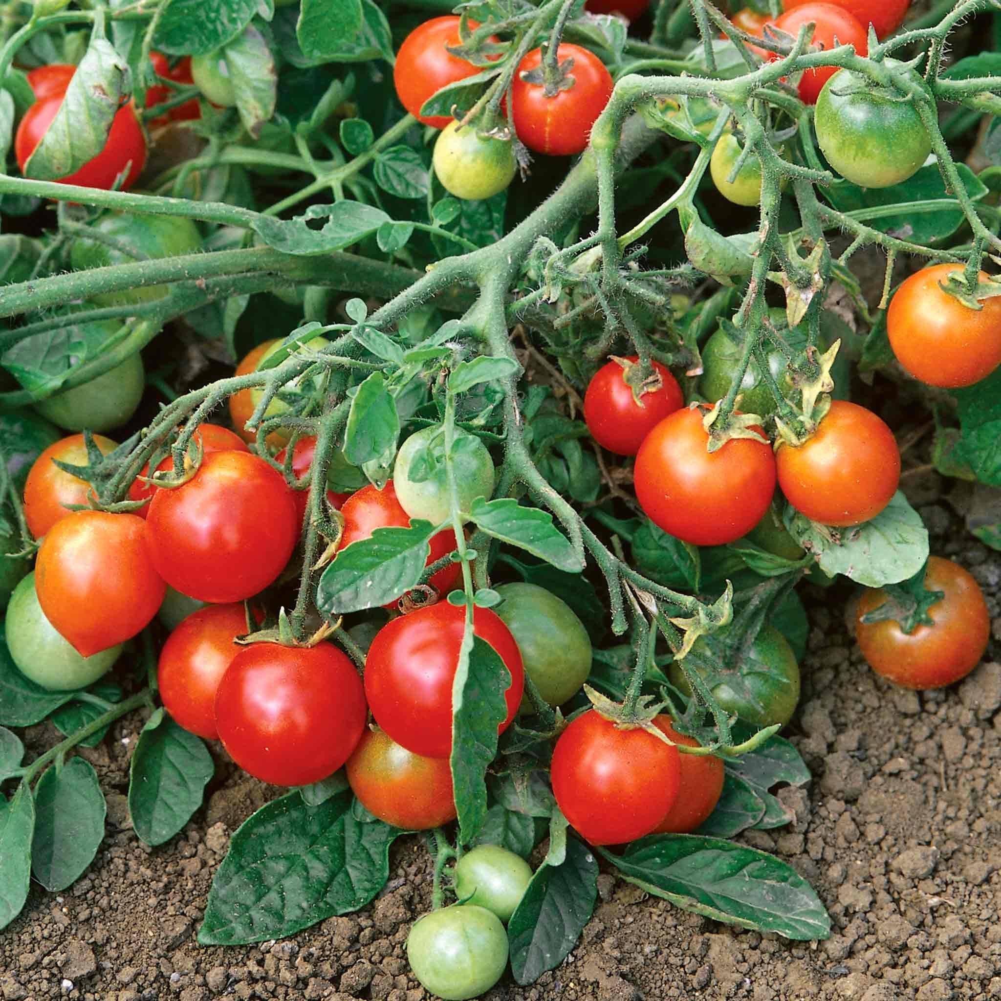 Marshalls Garden Red Alert F1 Tomato Seeds - Extra-Early Bush Cherry - 25 Seeds
