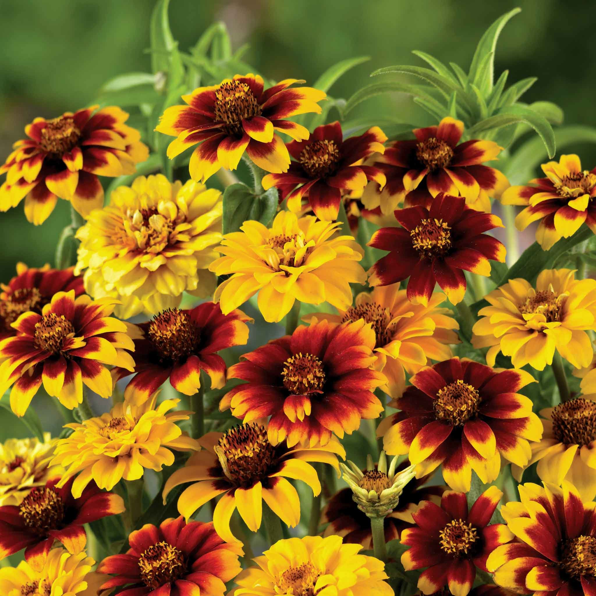 Unwins Zinnia Seeds 'Old Mexico' - 100 Seeds