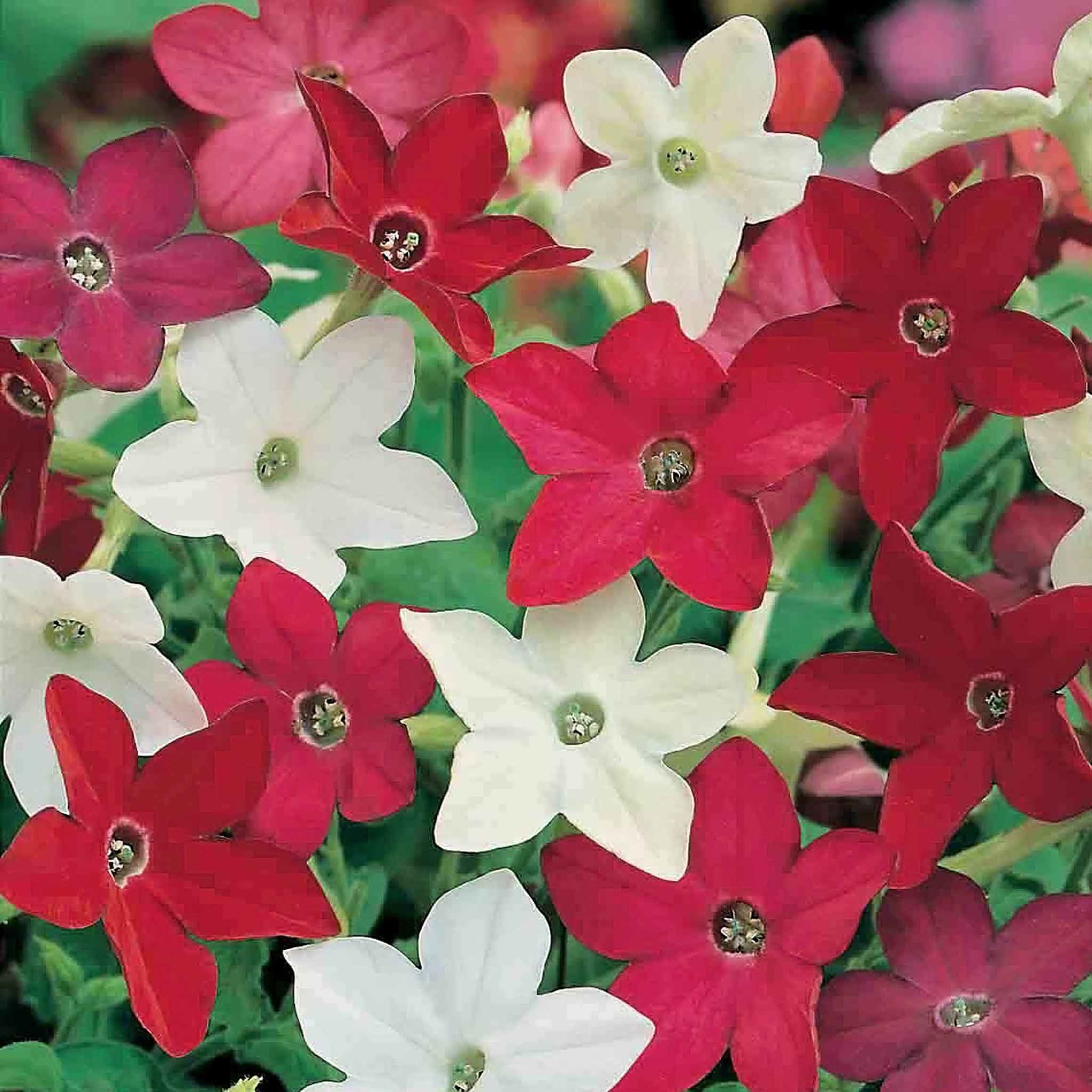 Unwins Nicotiana Seeds 'Little Nicky' - 150 Seeds