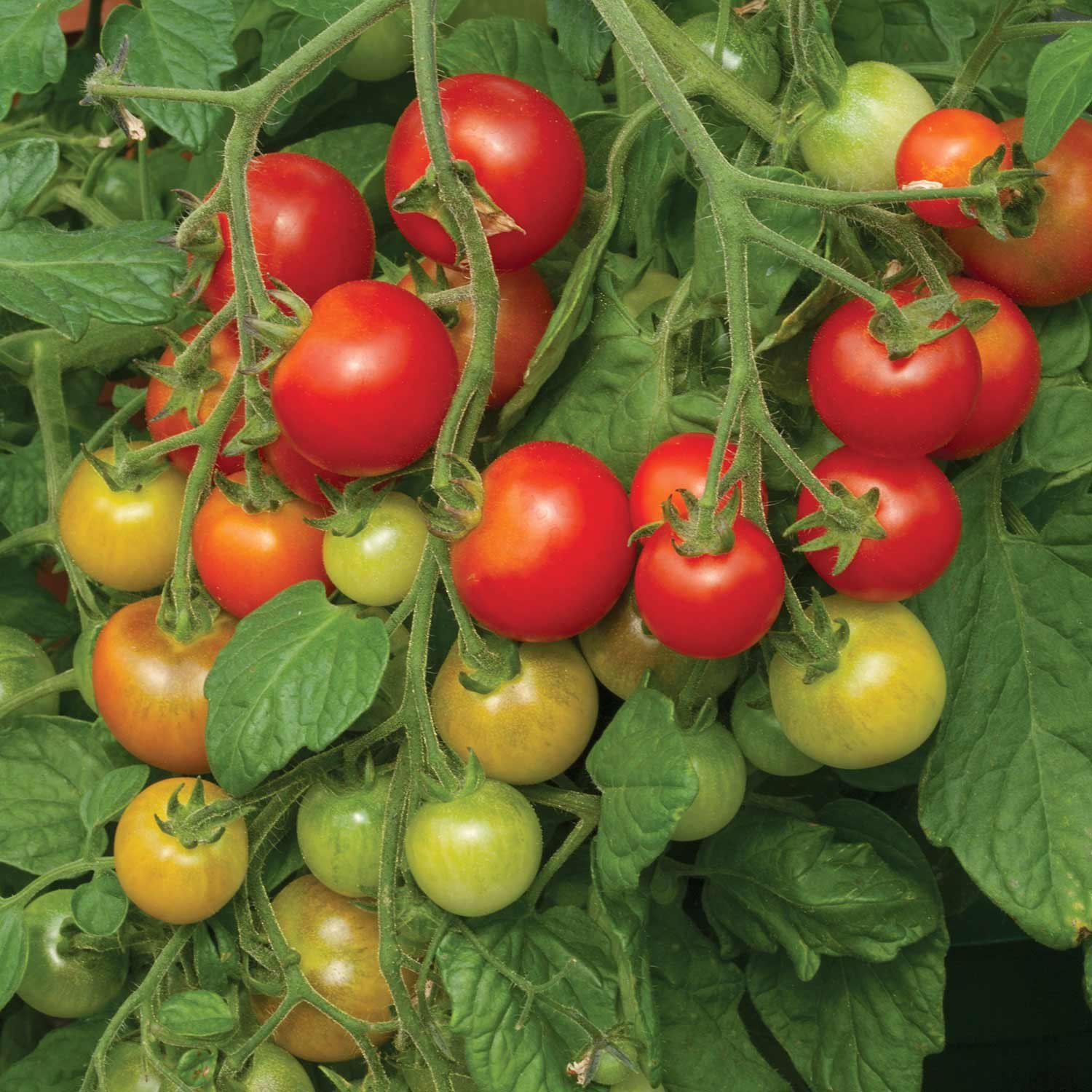 Marshalls Garden Tomato Seeds 'Cherry Falls' F1 - 10 Seeds