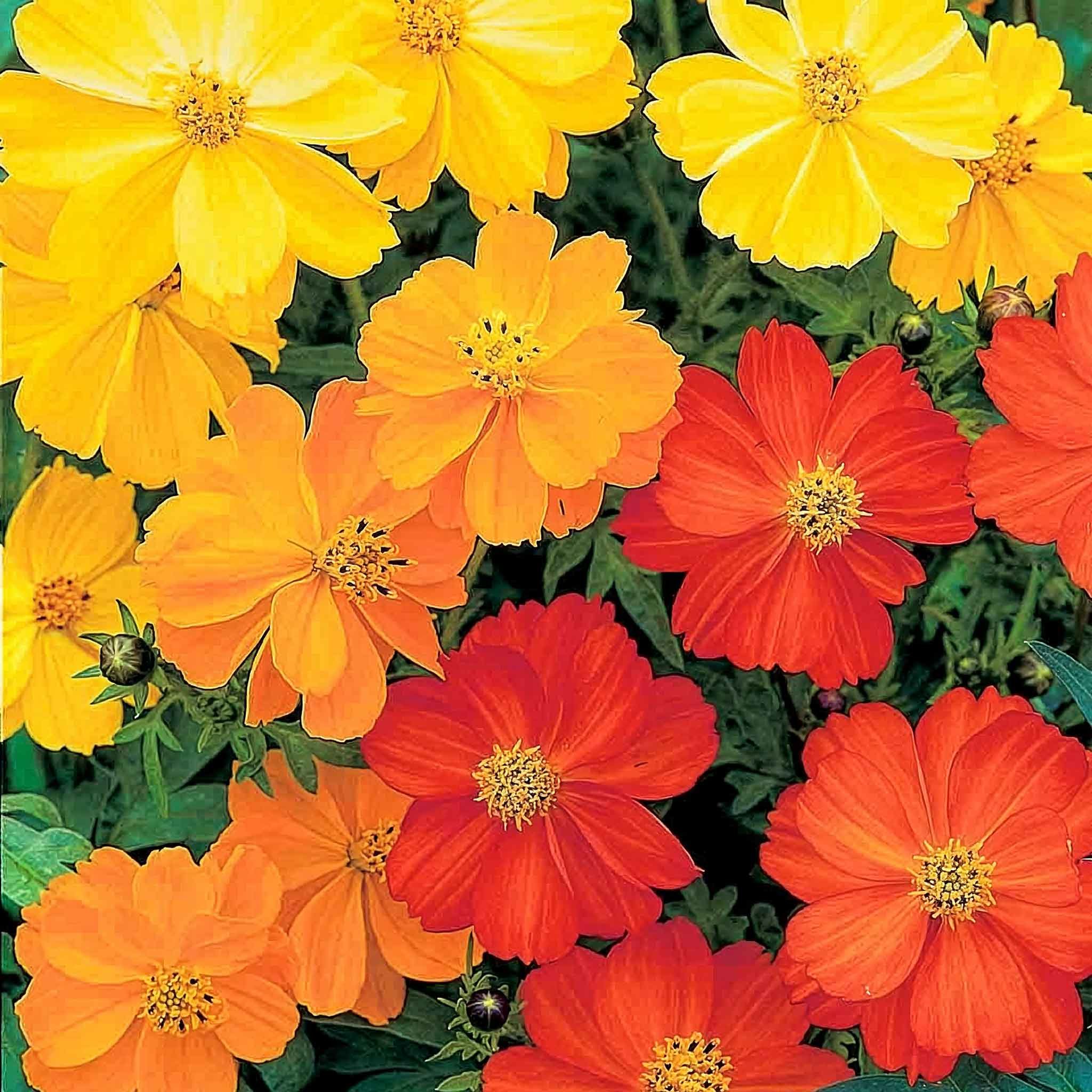 Unwins Cosmos Seeds 'Millennium' - 80 Seeds