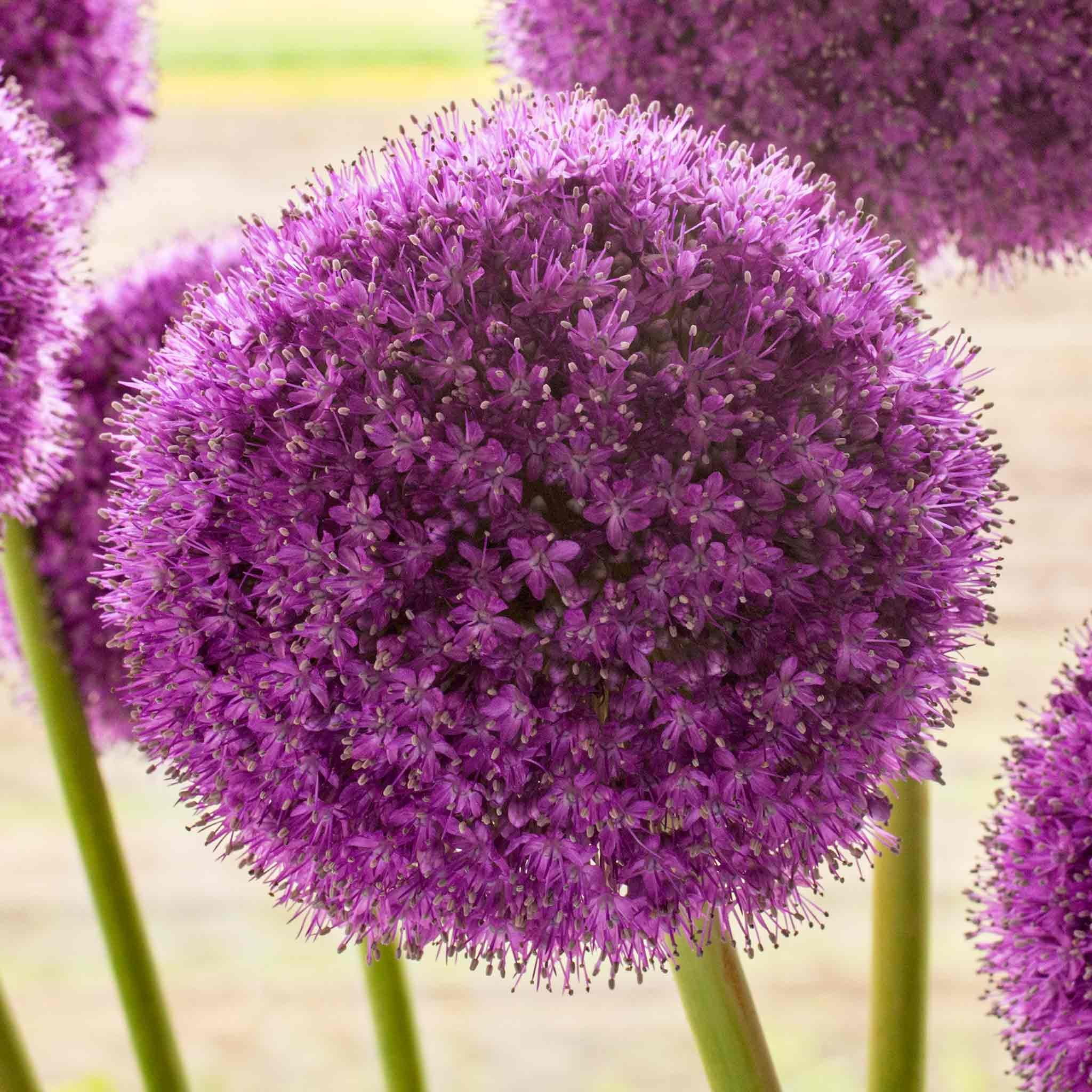Marshalls Garden Allium 'Giganteum' - 3 Bulbs