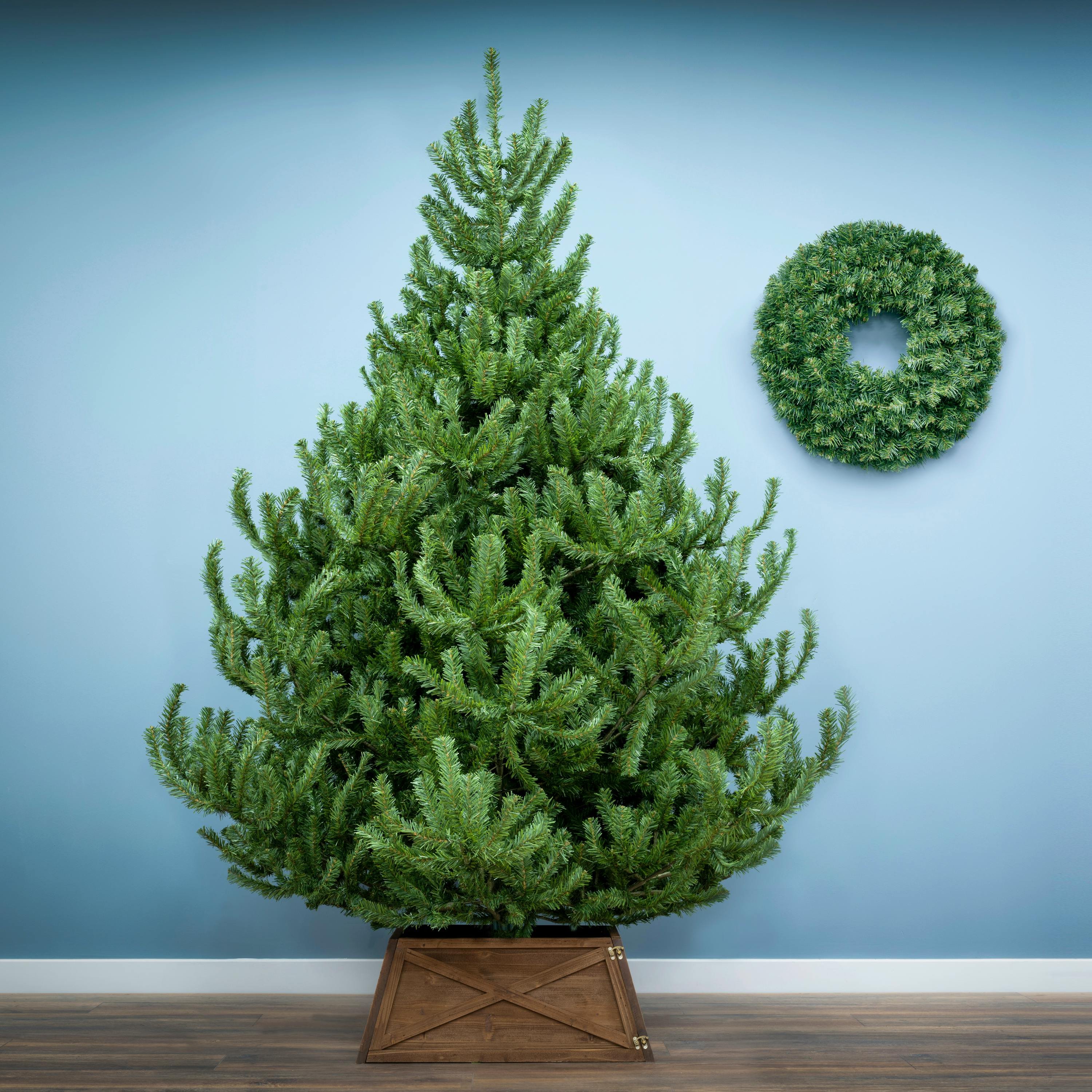 Christmas Tree World 6ft Mountain Pine Christmas Tree
