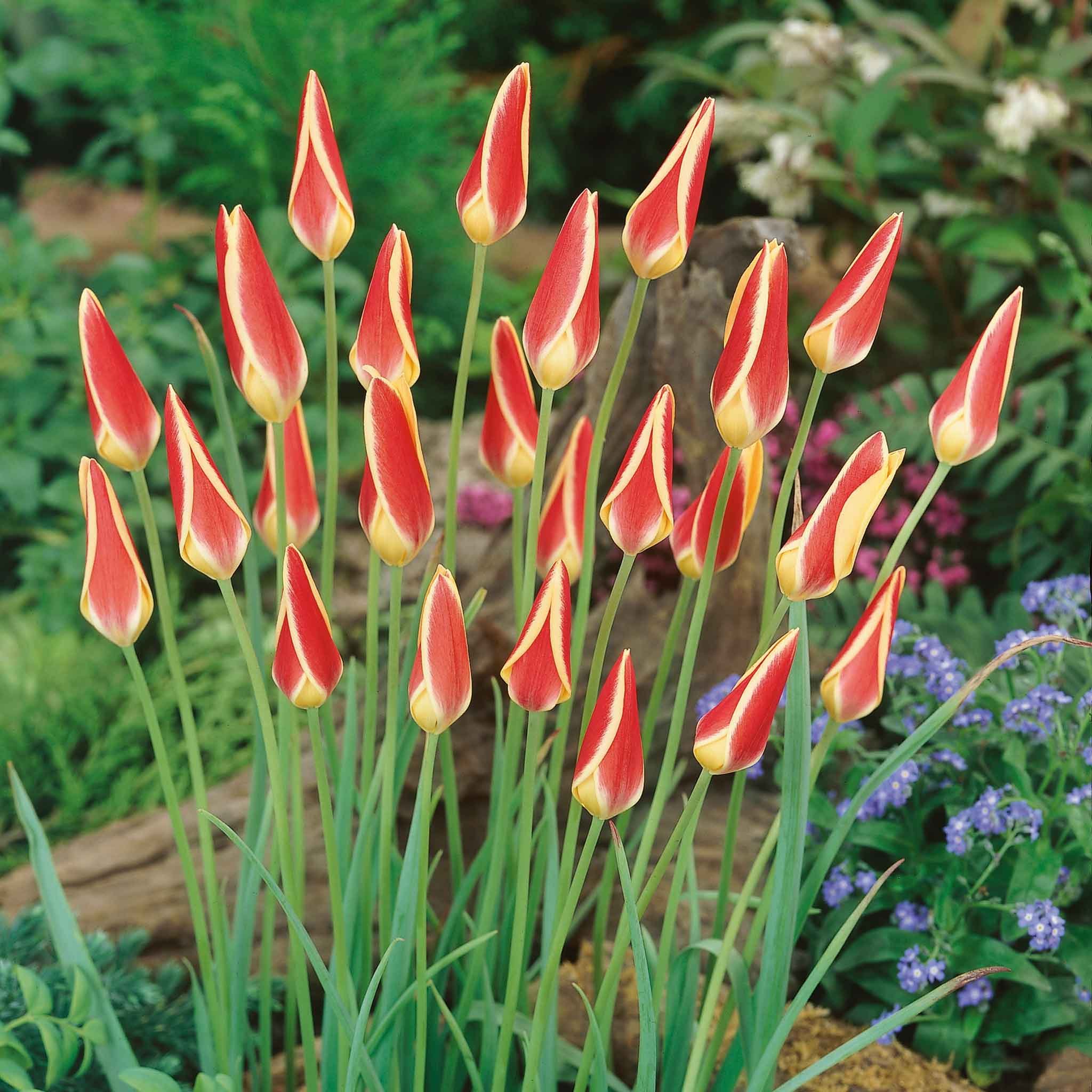 Marshalls Garden Tulip 'Tinka' - 15 Bulbs