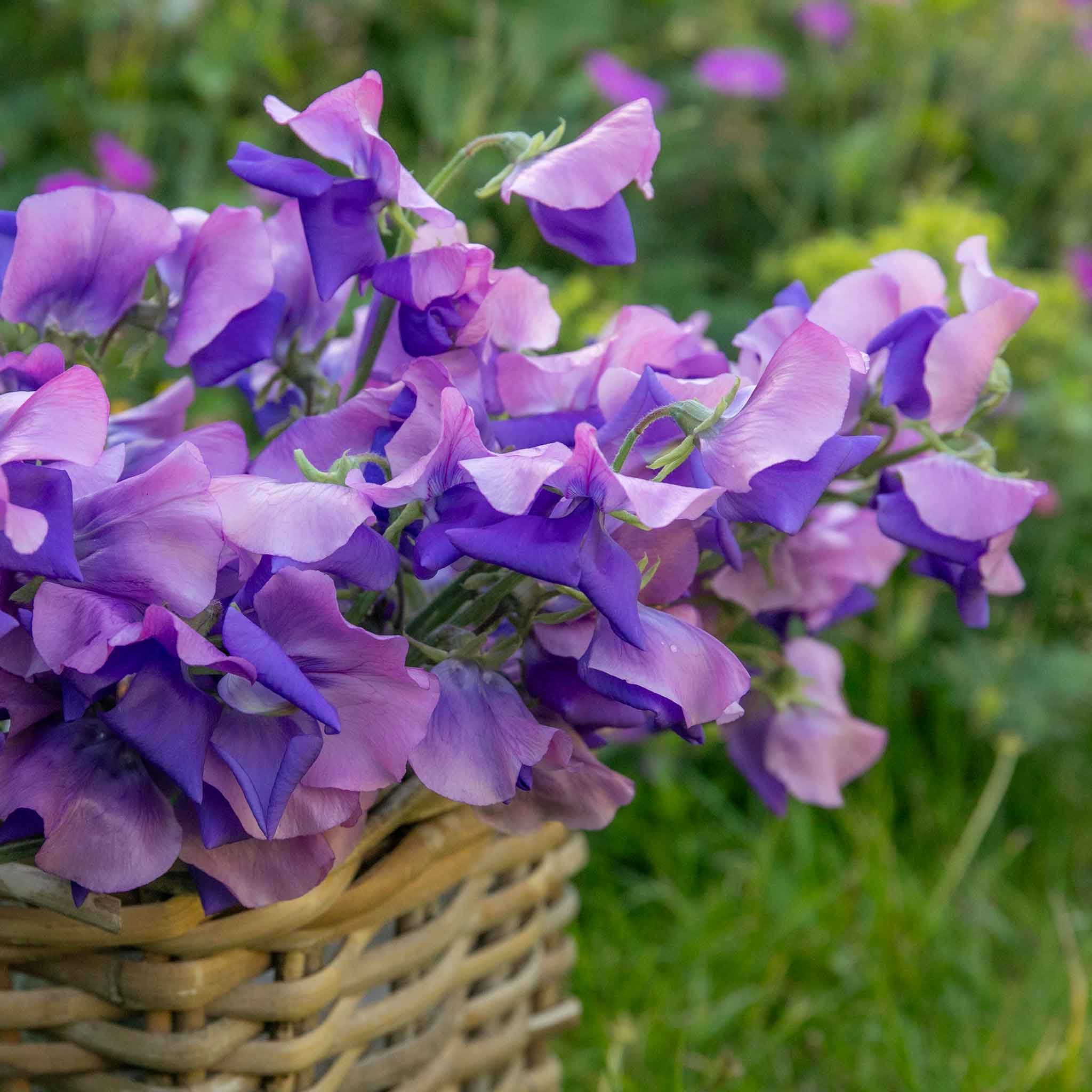 Unwins Sweet Pea Seeds 'Erewhon' - 21 Seeds