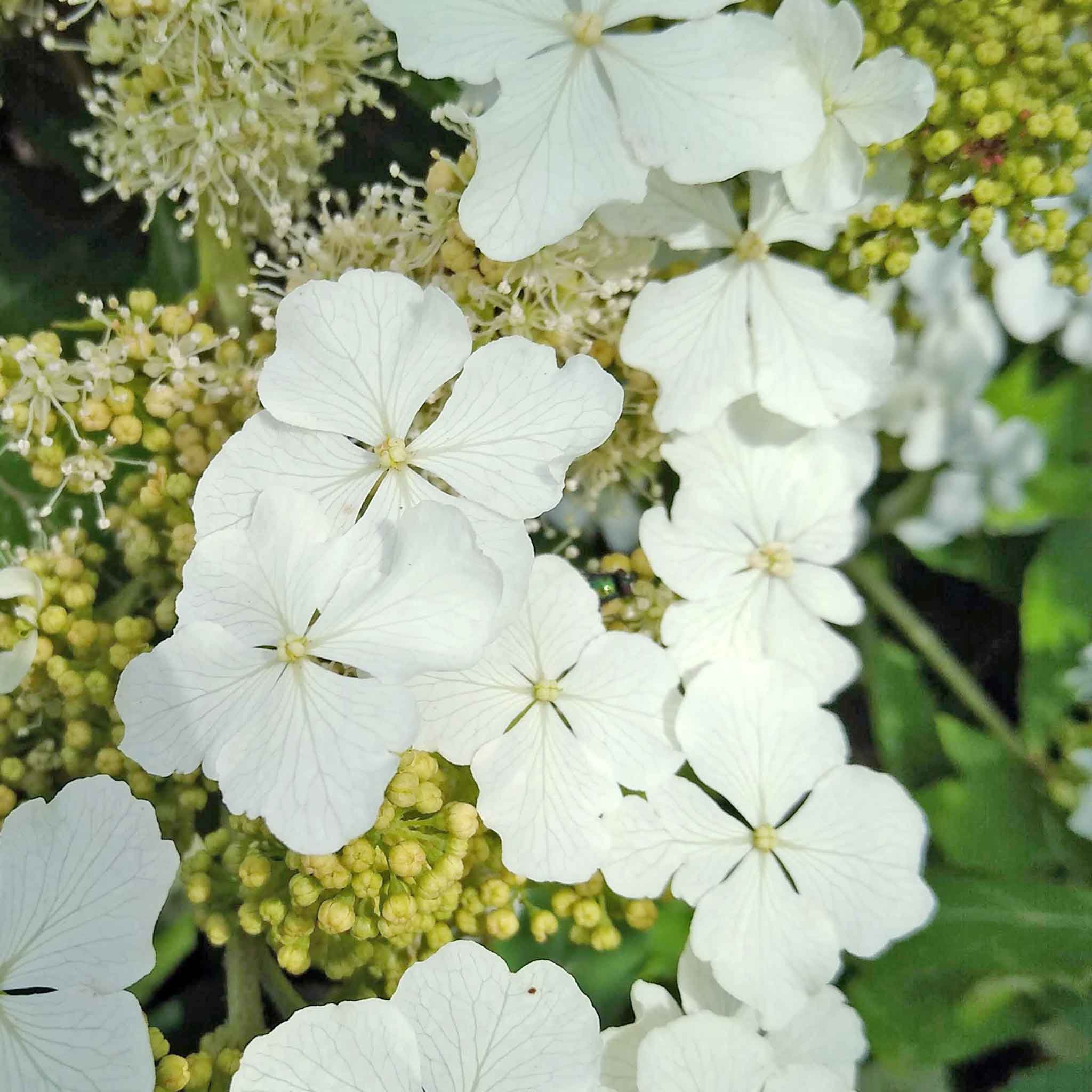Marshalls Garden Hydrangea Quercifolia 9cm potted plant