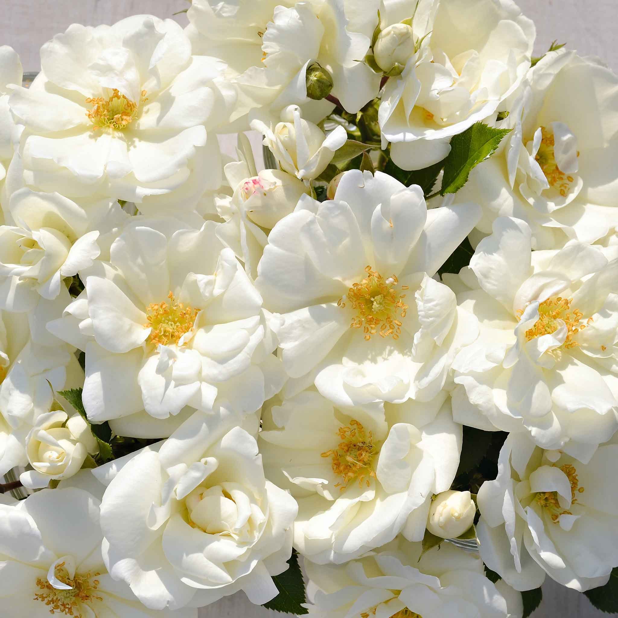 Marshalls Garden Rose 'Flower Carpet White' - Low-Growing - 1 Litre Plant