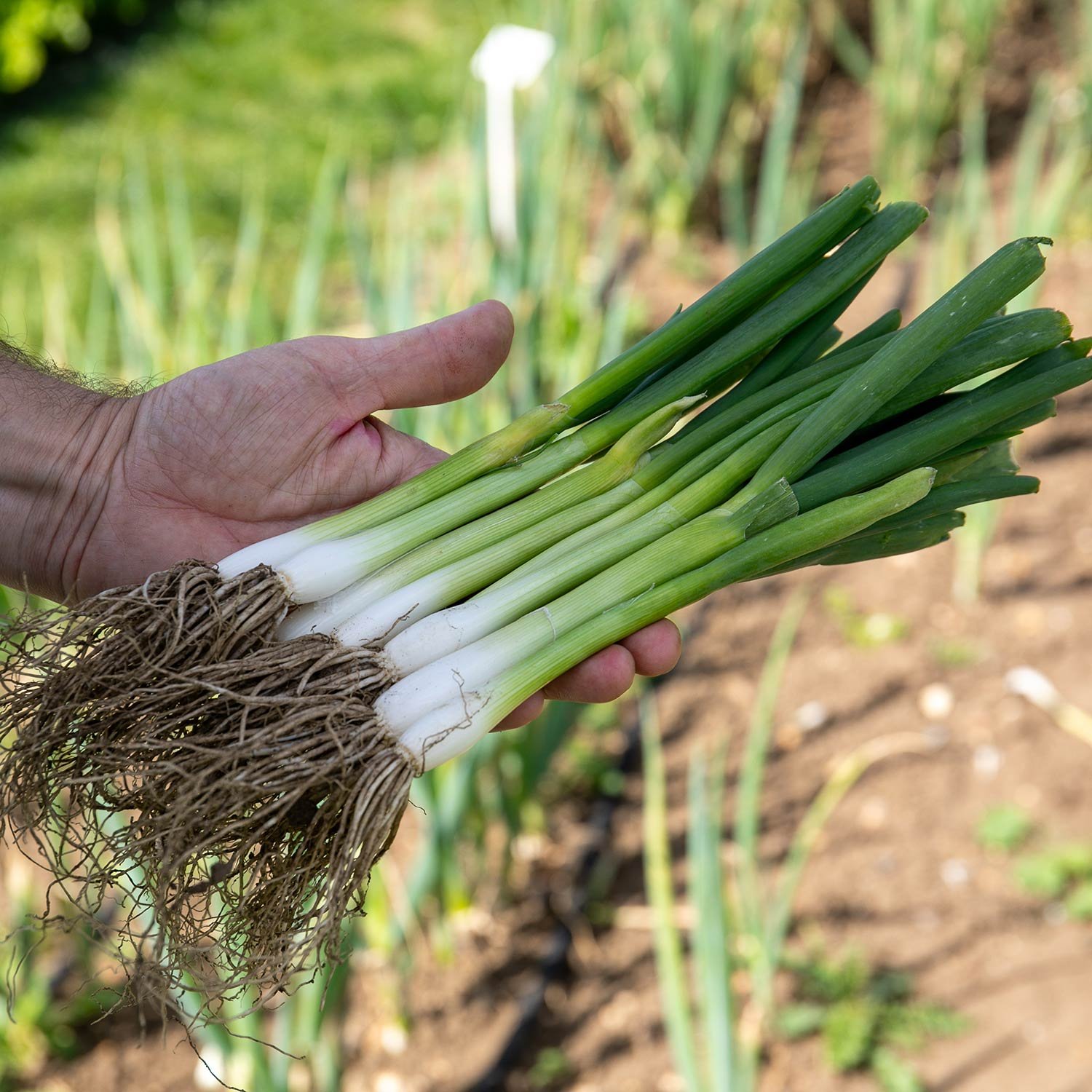 Marshalls Garden Spring Onion Seeds 'White Lisbon' - 750 Seeds