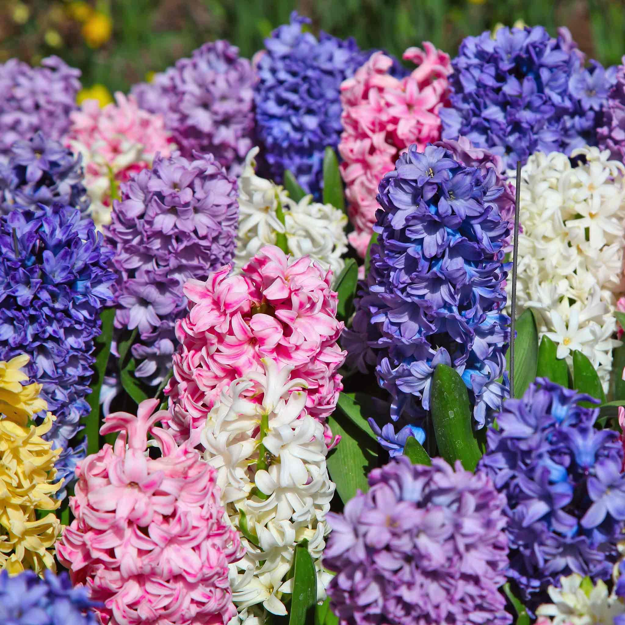 Marshalls Garden Hyacinths 'Mixed Collection' - 10 Bulbs