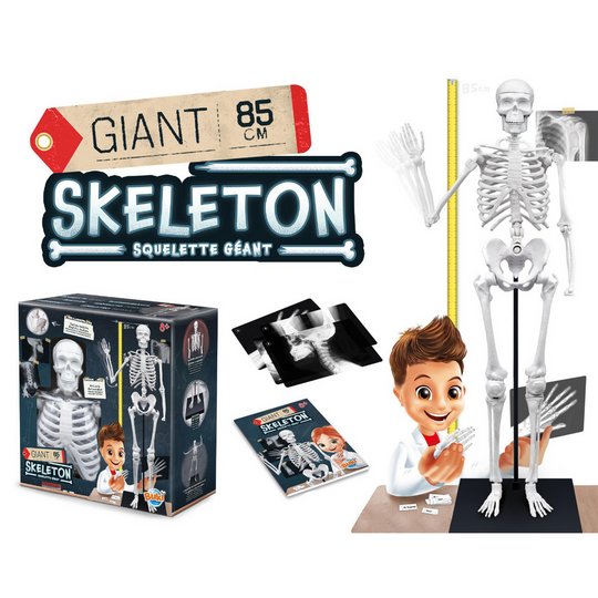 Buki 85cm Fully Articulated Giant Skeleton - Age 8+