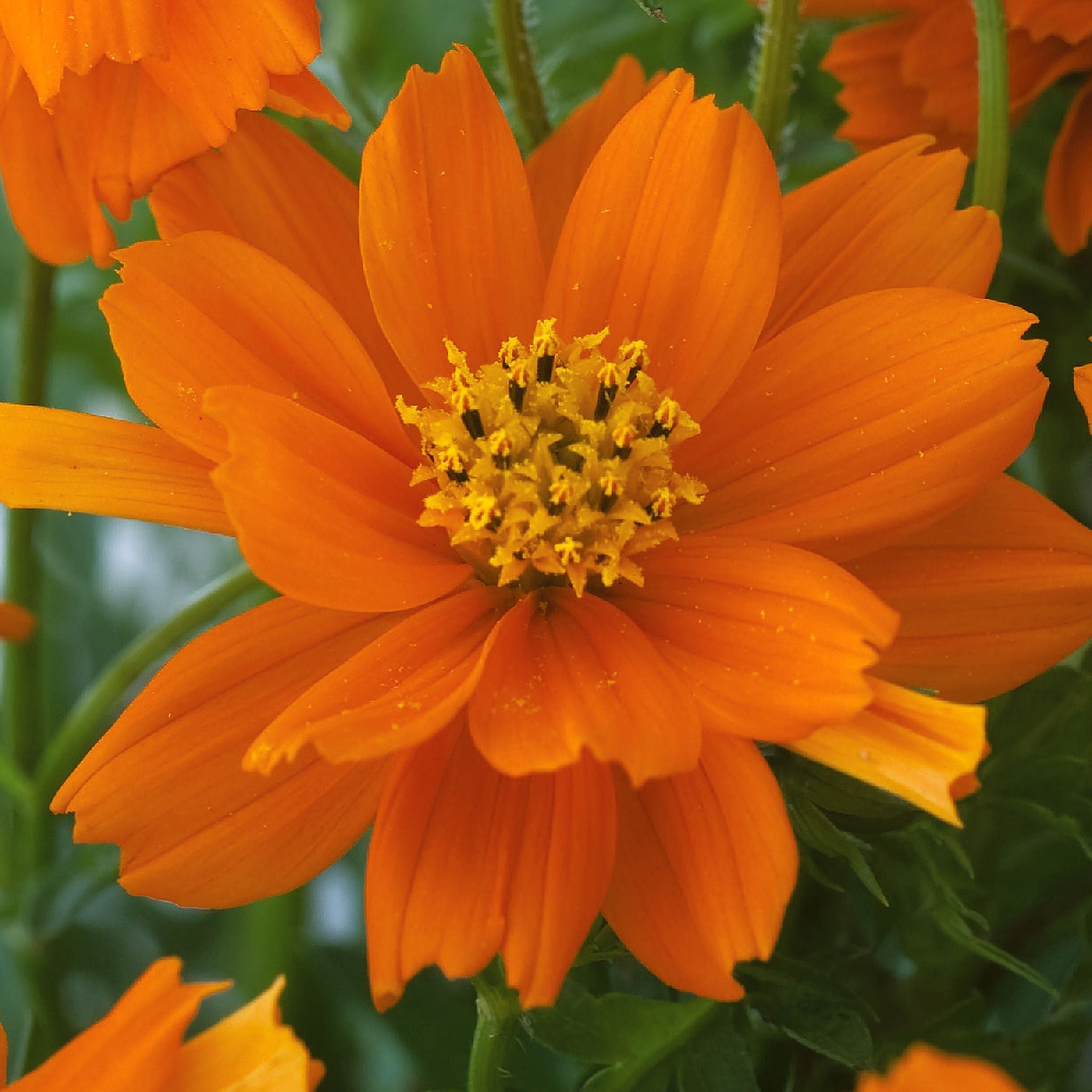 Marshalls Garden Coreopsis Seeds 'Double The Sun' - 20 Seeds