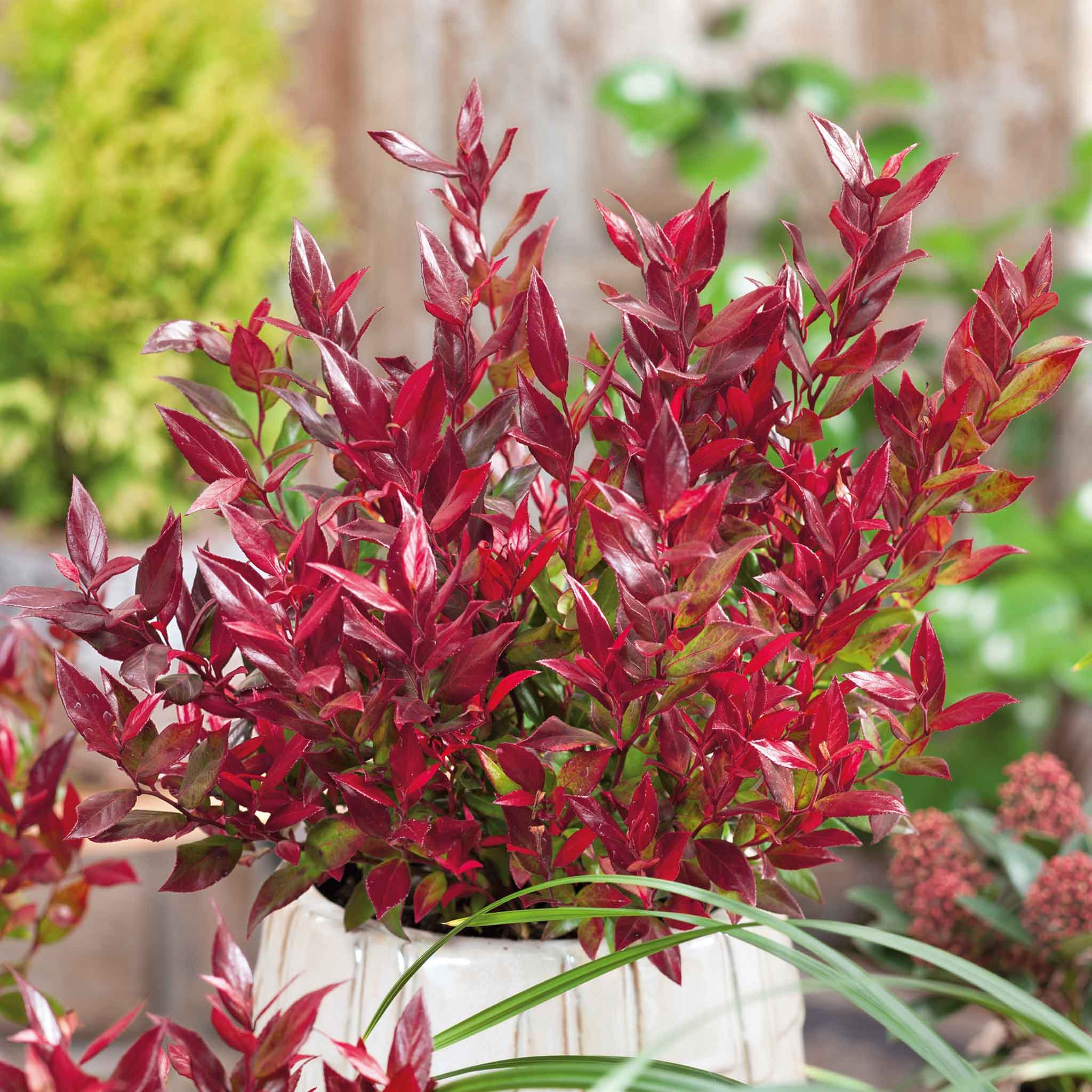 Marshalls Garden Leucothoe 'Little Flames' - 3 x 9cm Plants