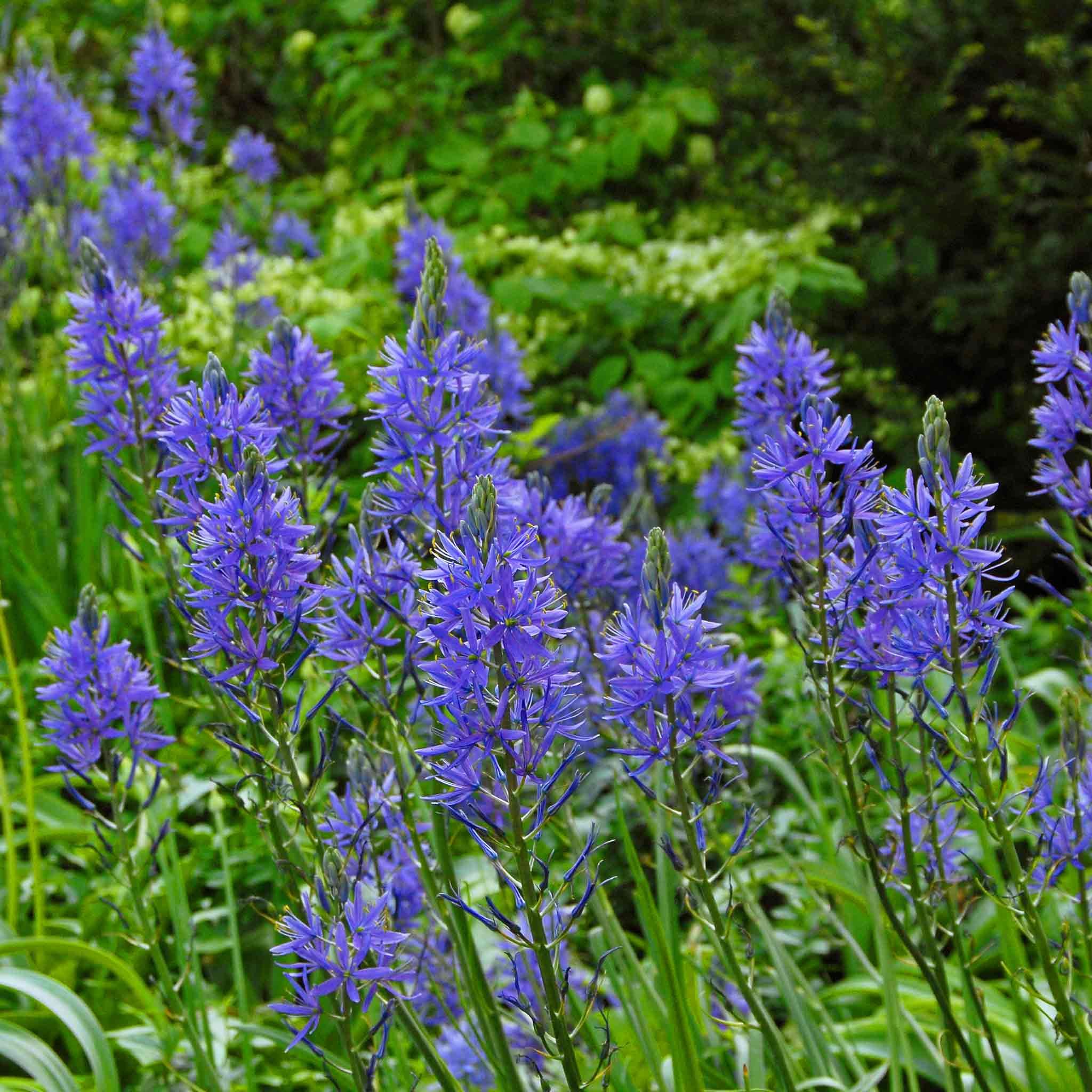 Marshalls Garden Camassia Leichtlinii Bulbs 'Blue' - 3 Bulbs