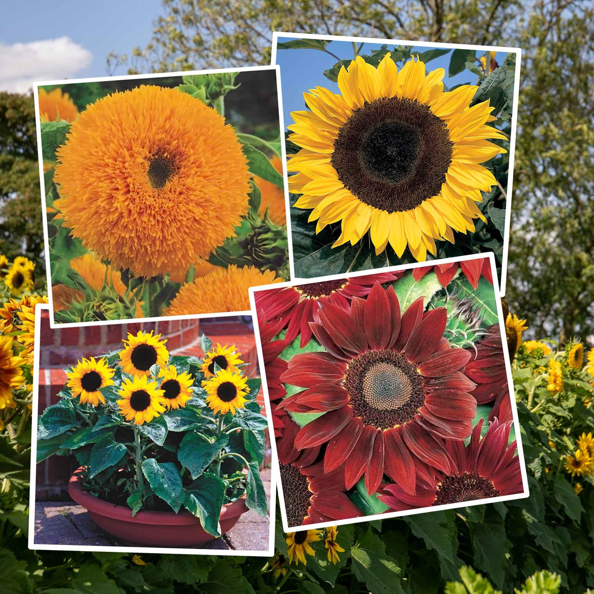 Unwins Sunflower Seeds 'Allsorts' - 4 in 1 Collection