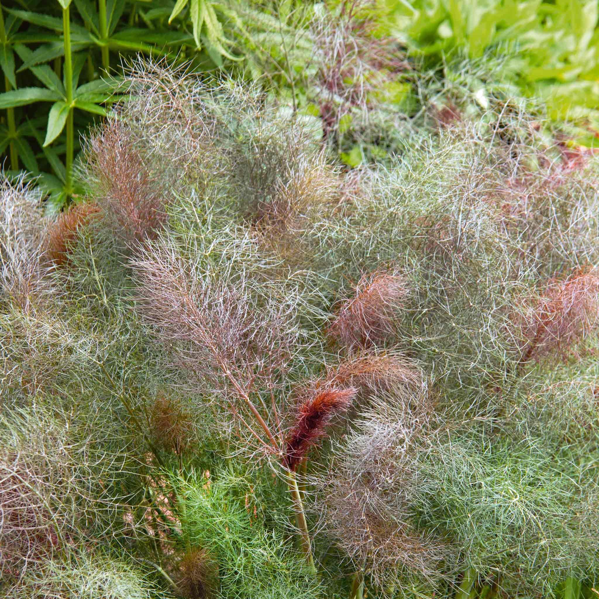 Marshalls Garden Fennel 'Bronze' - 3 x 9cm Plants