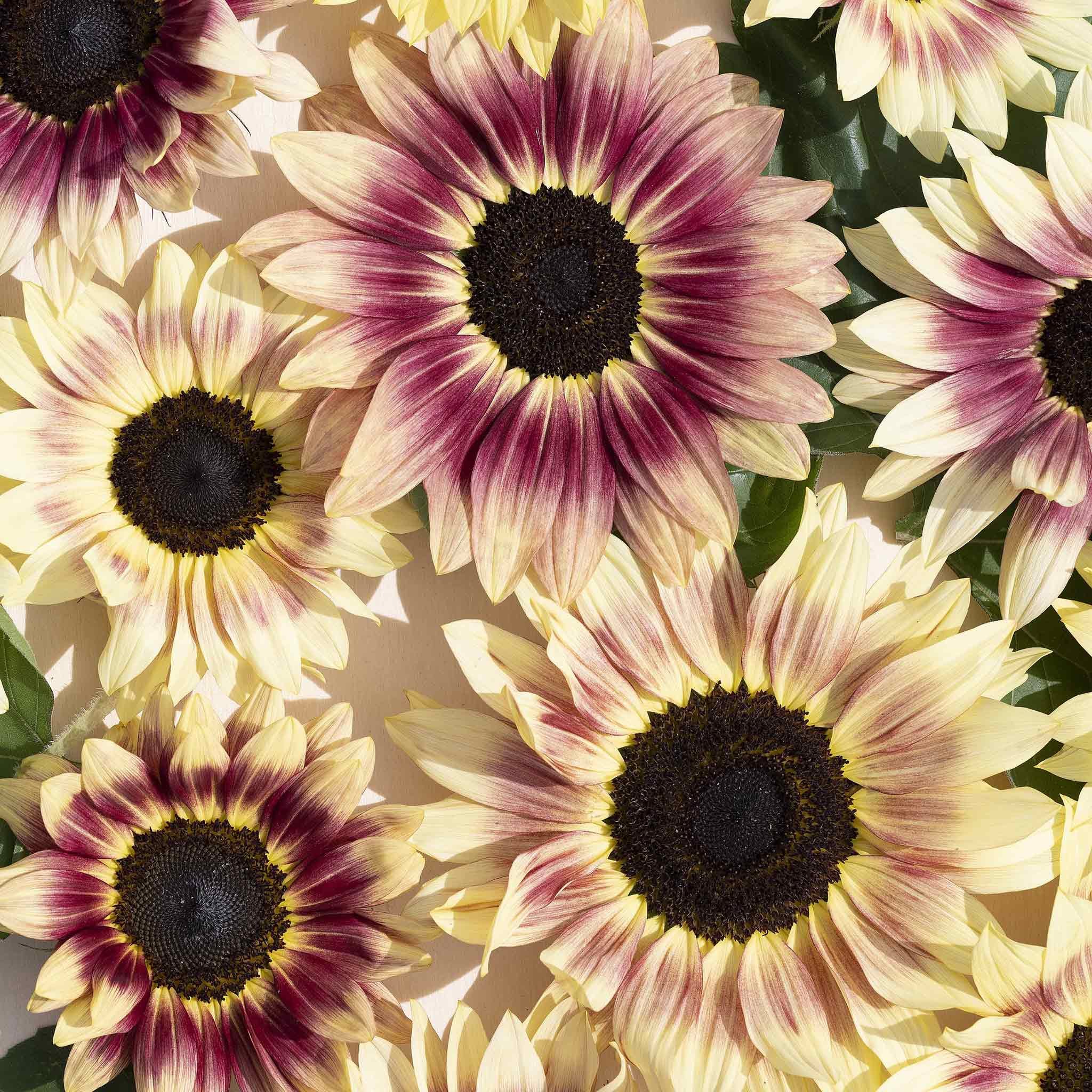 Marshalls Garden Sunflower Seeds 'Summer Lovin' - 15 Seeds