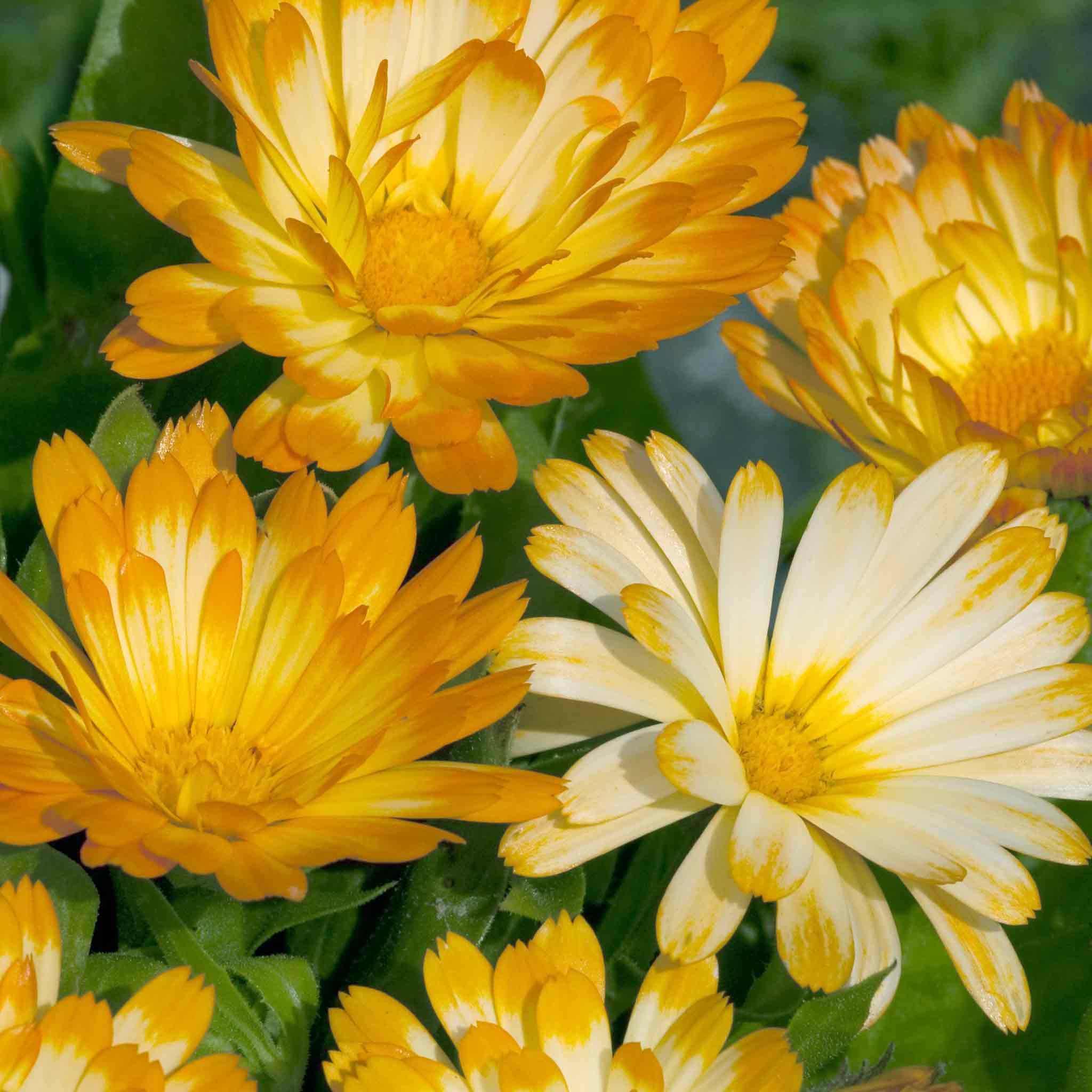 Marshalls Garden Calendula Seeds 'Oopsy Daisy' - 100 Seeds