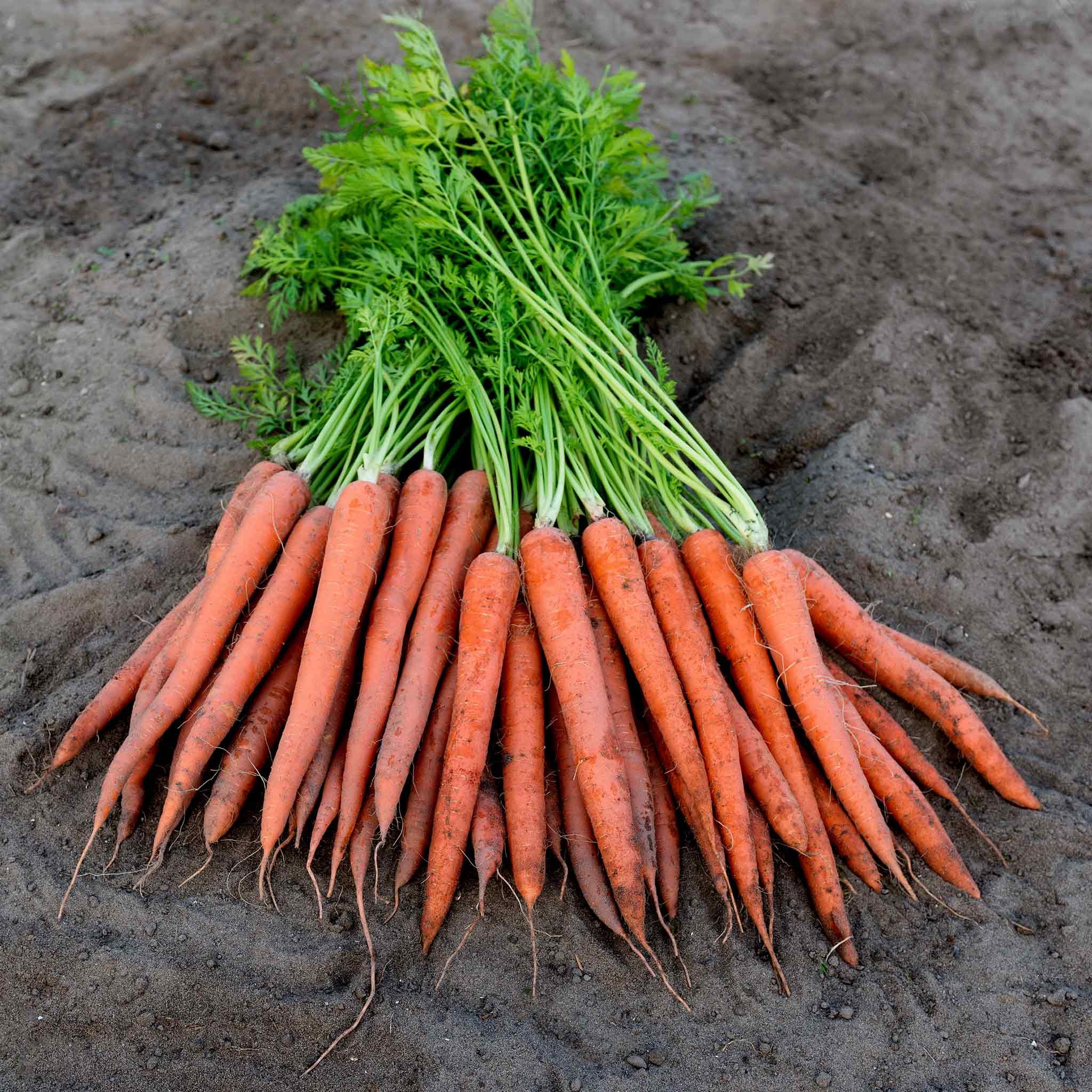 Marshalls Garden Carrot Seeds 'Ibiza' - 500 Seeds