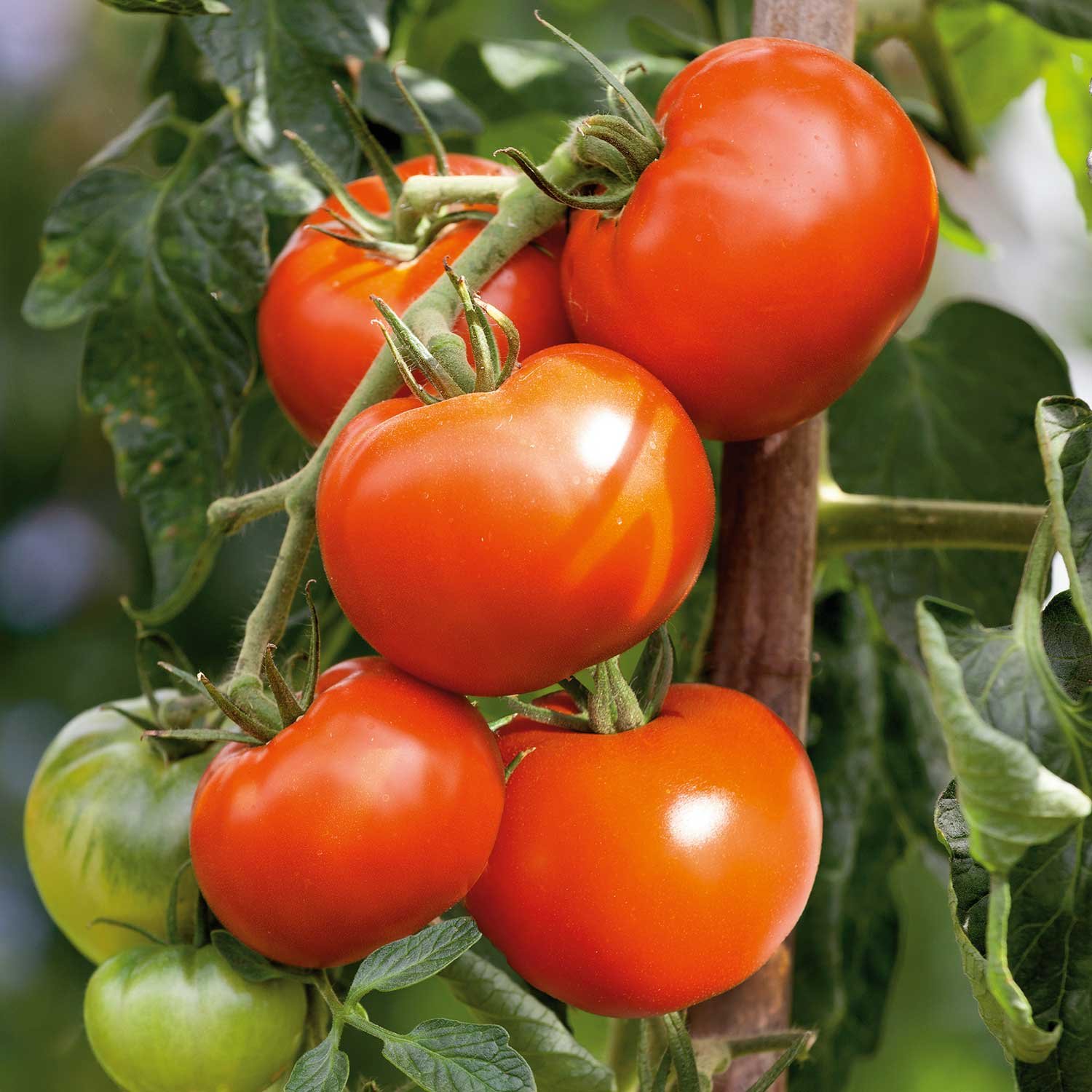 Marshalls Garden Cordon Tomato Seeds Organic 'Hamlet' F1 - 5 Seeds