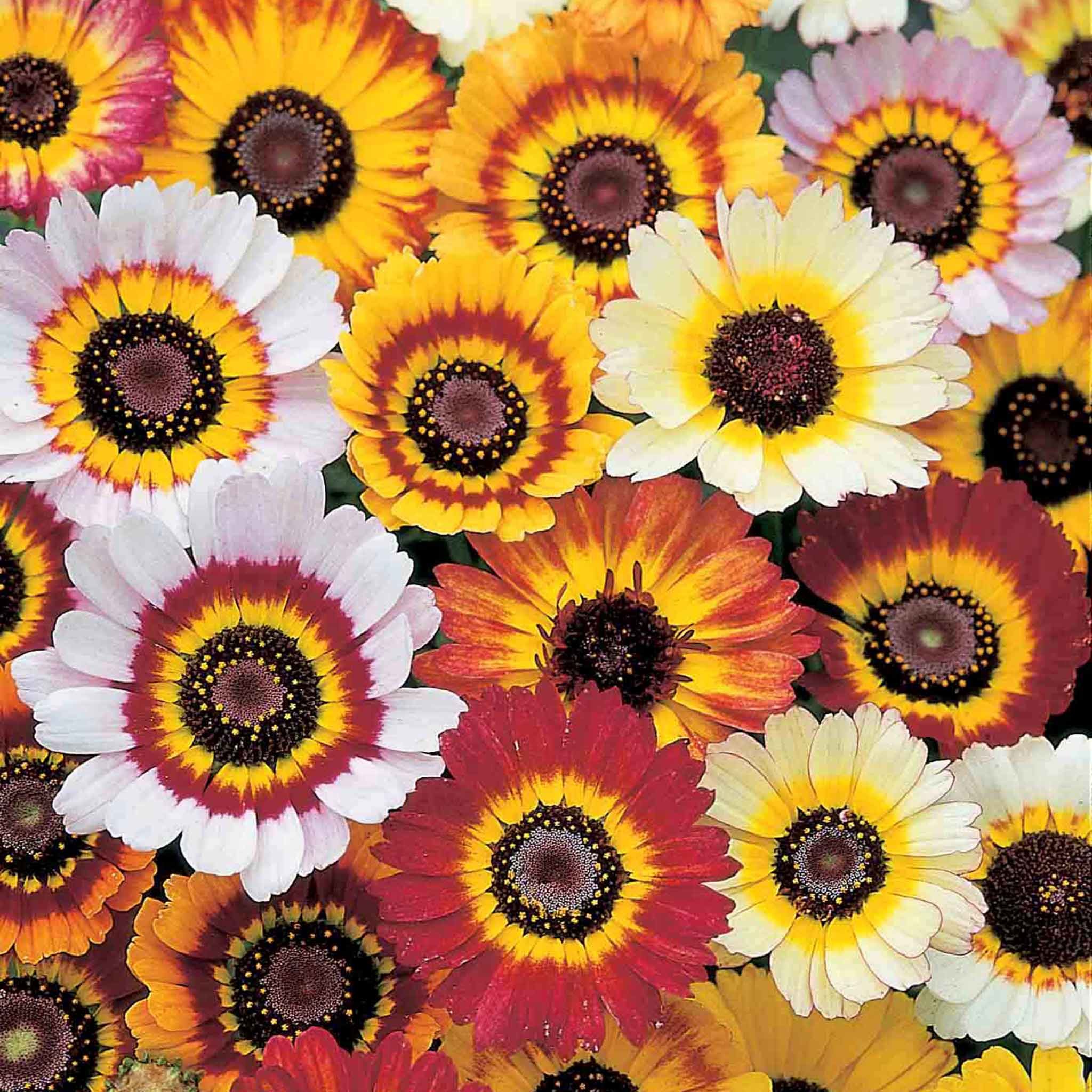 Unwins Chrysanthemum Seeds 'Tricolour Mix' - 350 Seeds