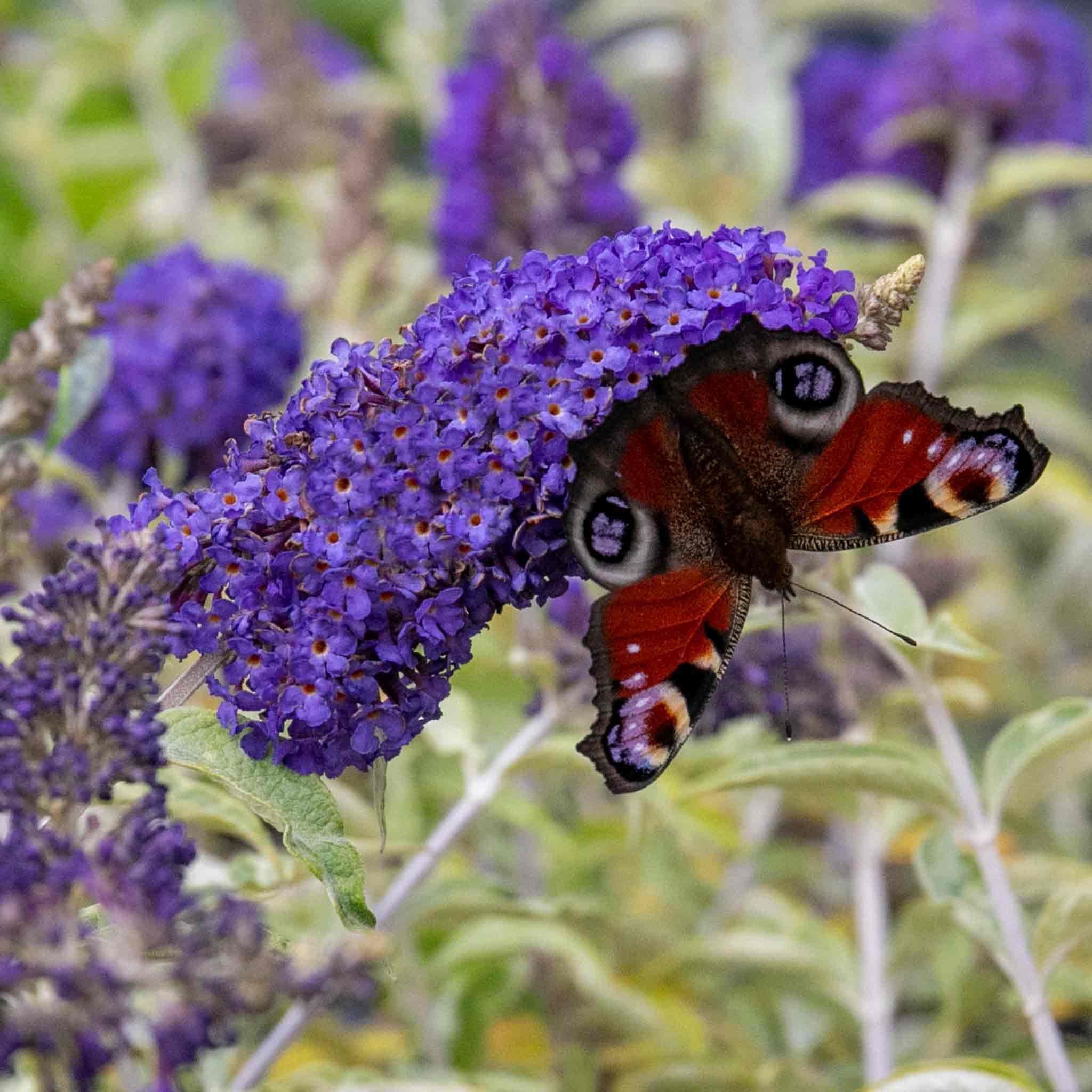 Marshalls Garden Buddleja 'Davidii Adonis Blue' - 3 Litre Plant