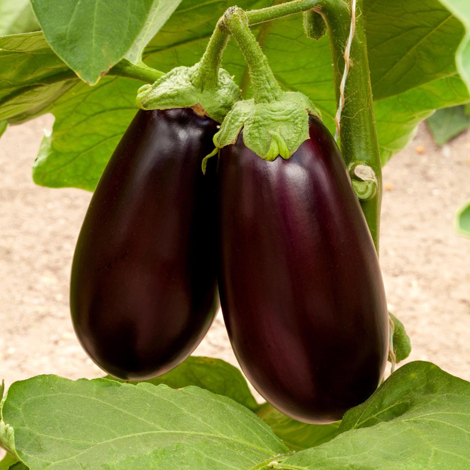 Marshalls Garden Aubergine Seeds 'Genie' - 15 Seeds