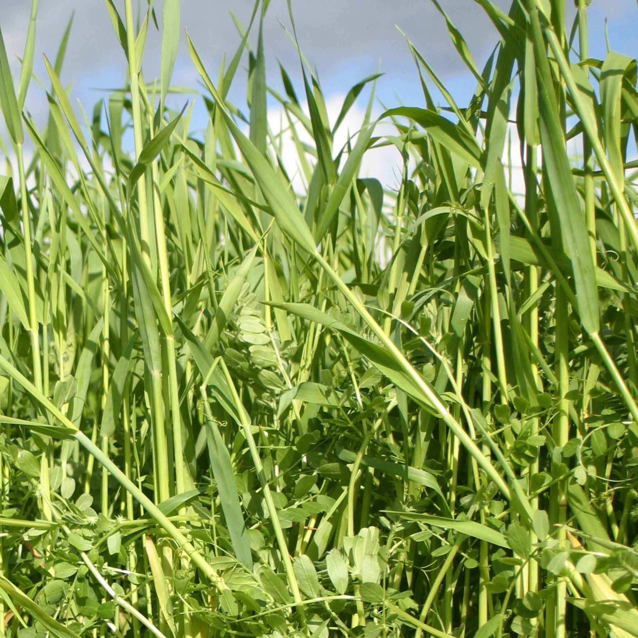 Marshalls Garden Green Manure Mix (Covers Approx. 20m²) - 200 Seeds